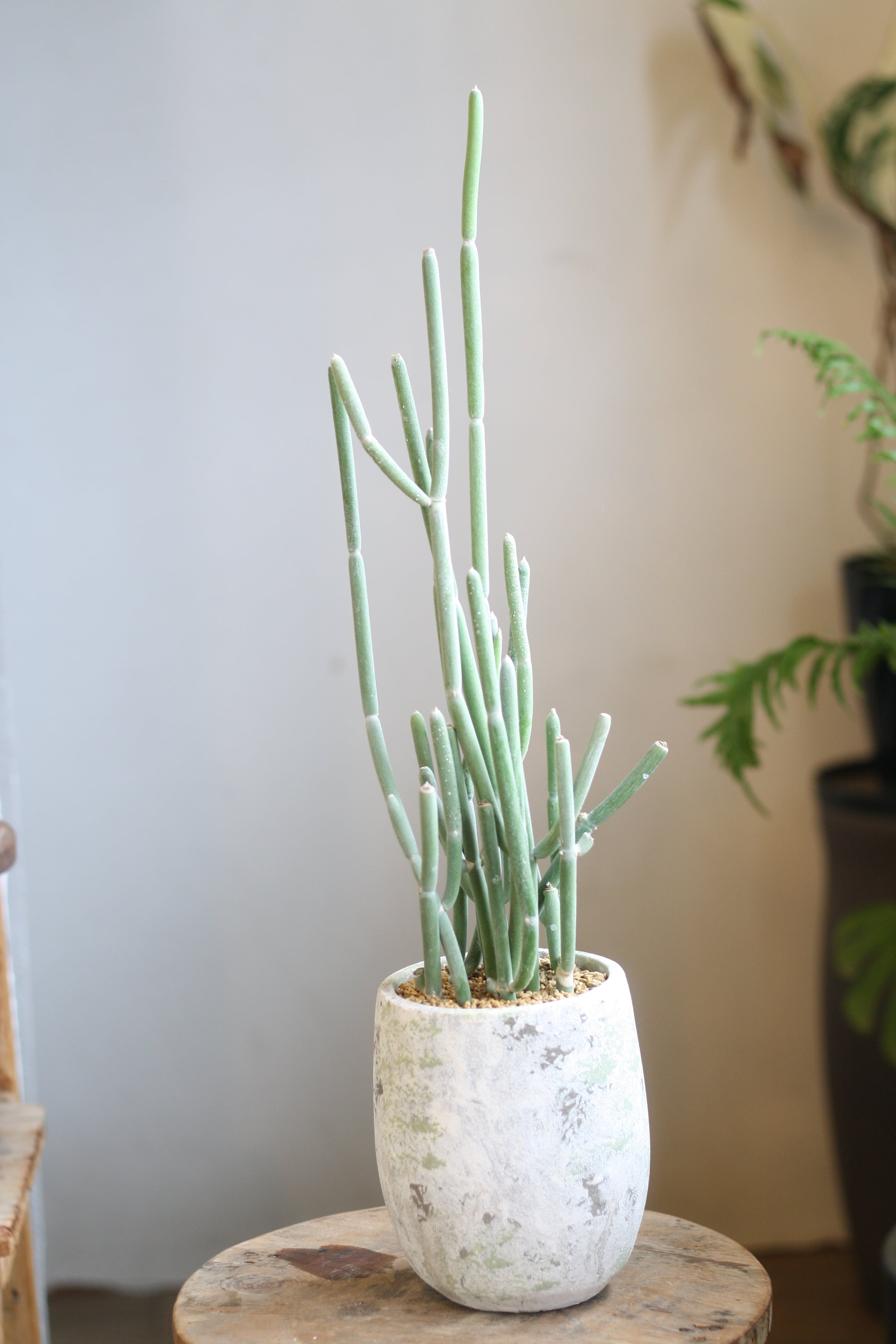 P. Willinckii cv. Sailor Mercury (OC) 【artPLANTs/PLANTS GARAGE