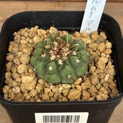 【Copiapoa】サボテン　コピアポア　コルムナアルバ　孤竜丸 実生【348】【再撮影】