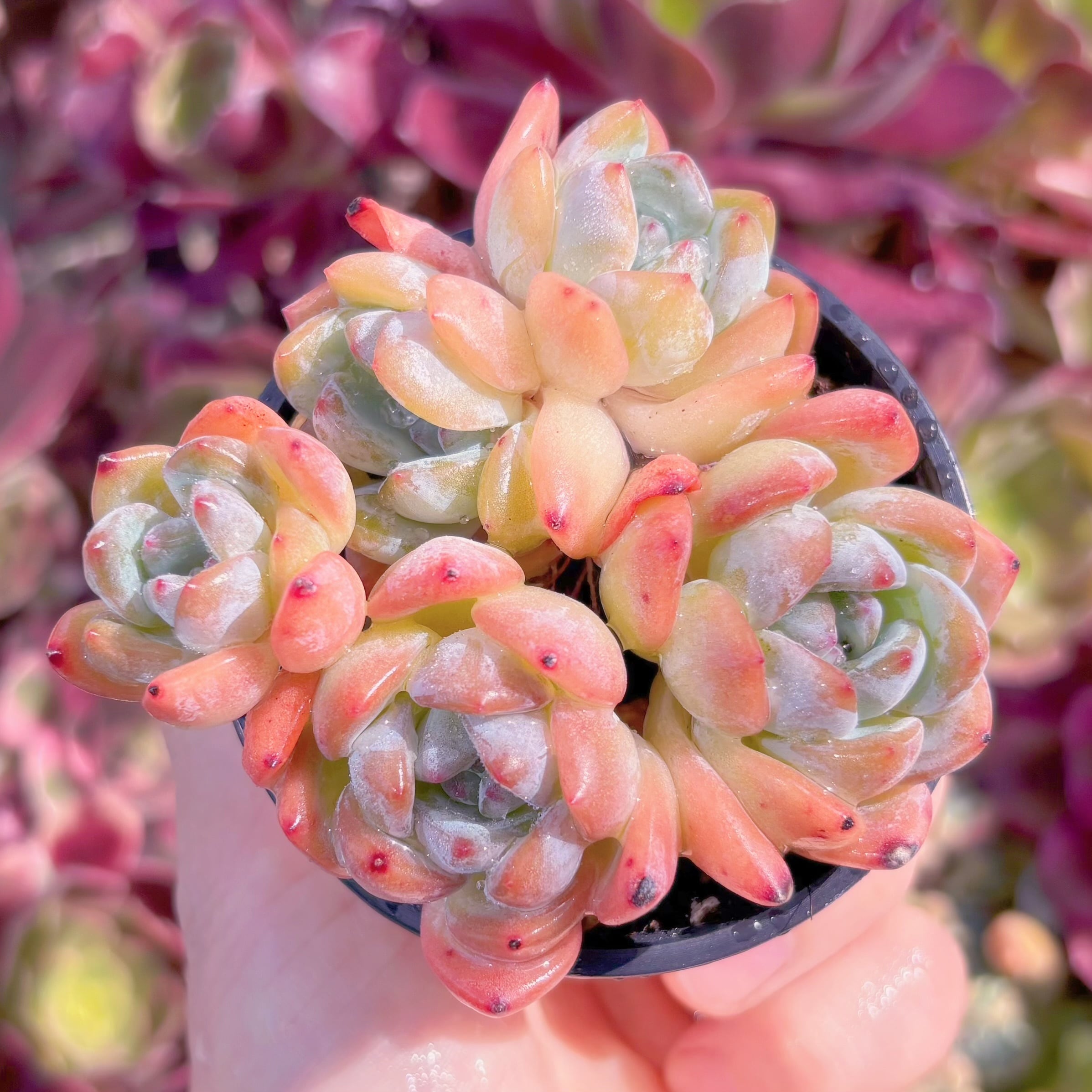 現品　スターマーク#688　るる農園