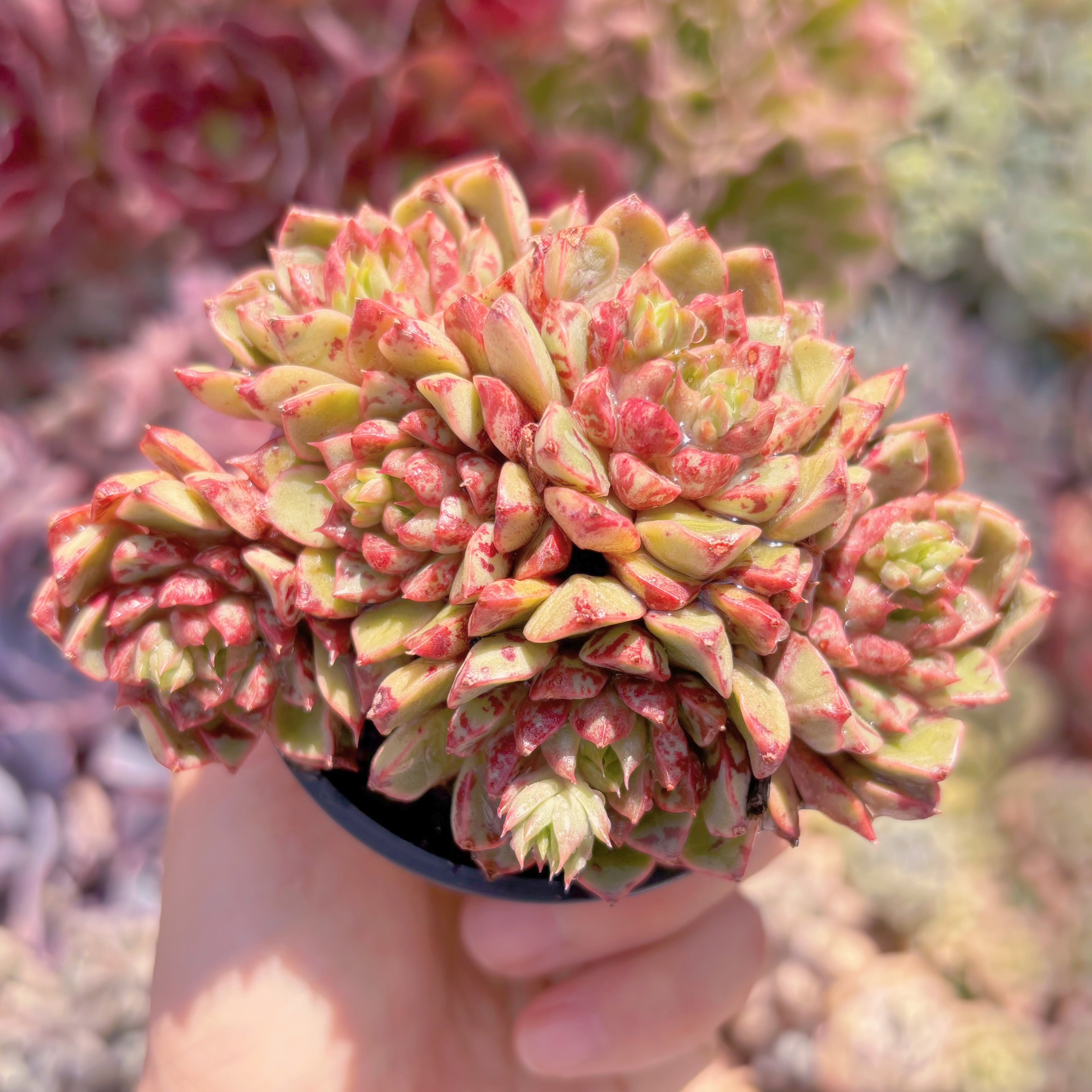 現品　ブラッドスワロー#646　群生　るる農園