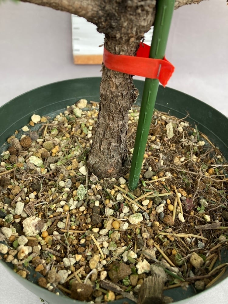 現品1128A】ピセア・プンゲンス・ホプシー7号 | 日本ライン花木センター