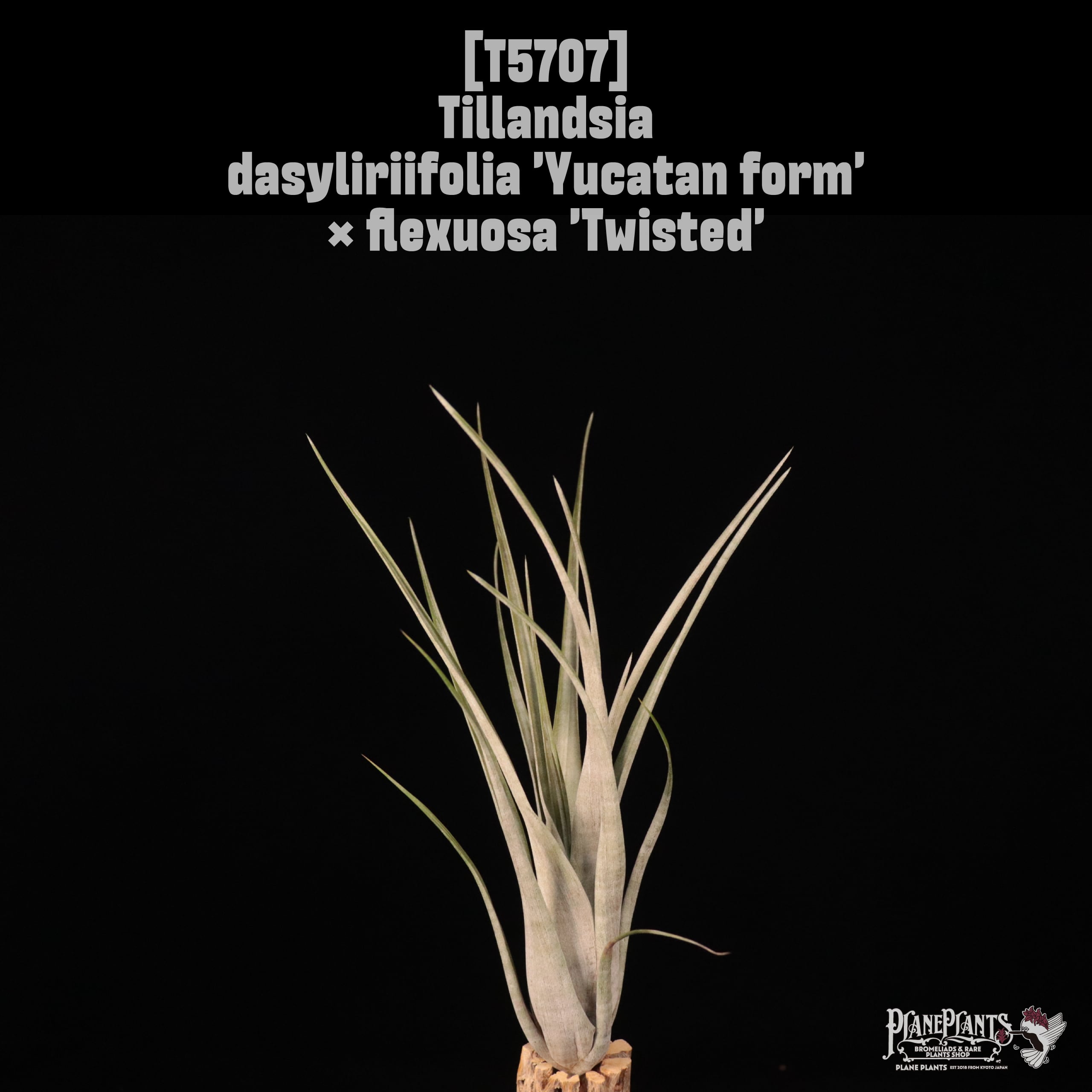 【送料無料】dasyliriifolia 'Yucatan form' × flexuosa 'Twisted'〔エアプランツ〕現品発送T5707