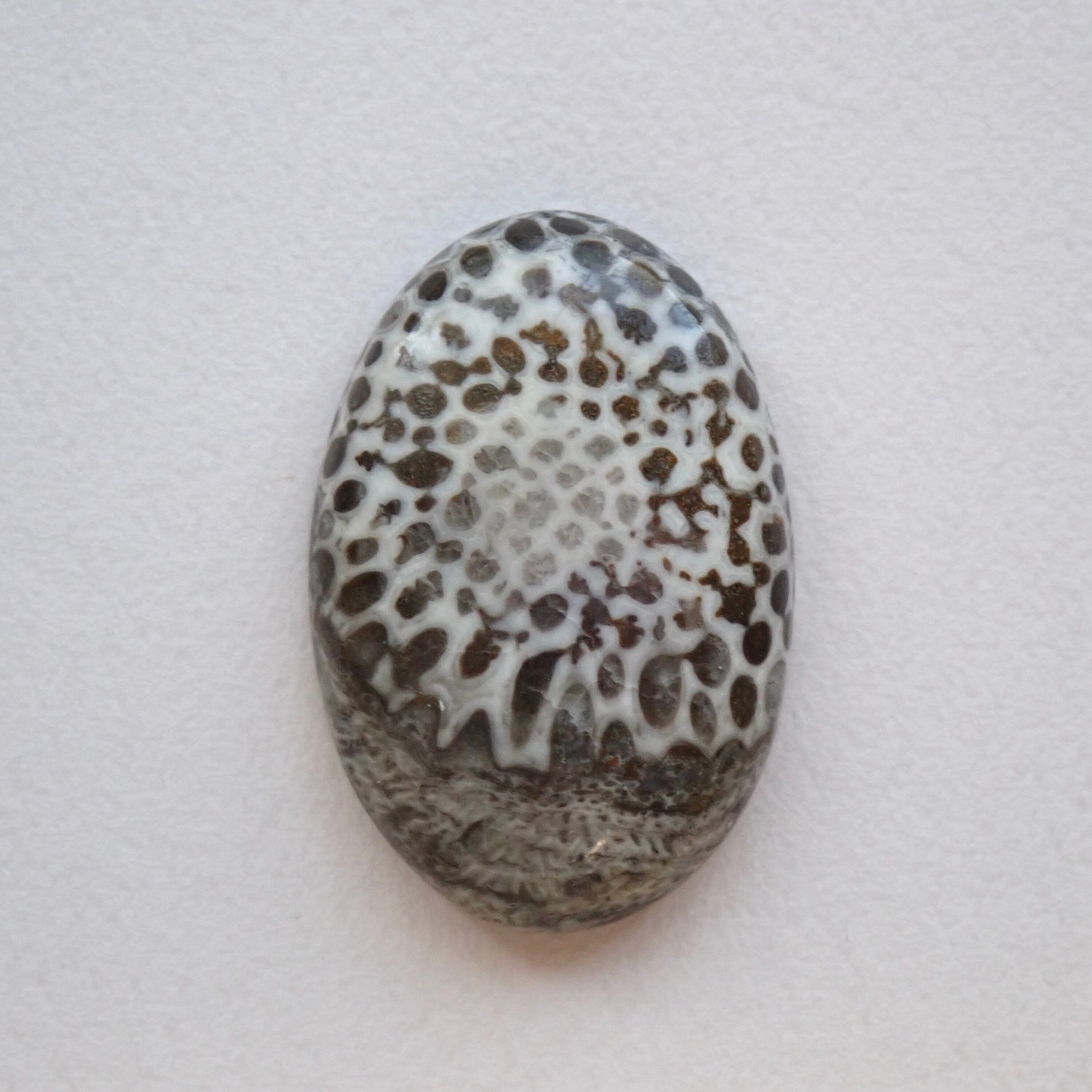 ブラックコーラル　06