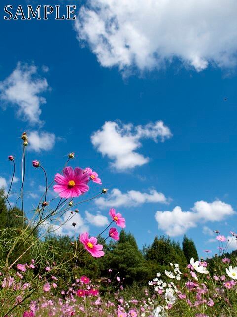 三田　秋桜　JPEG (4)