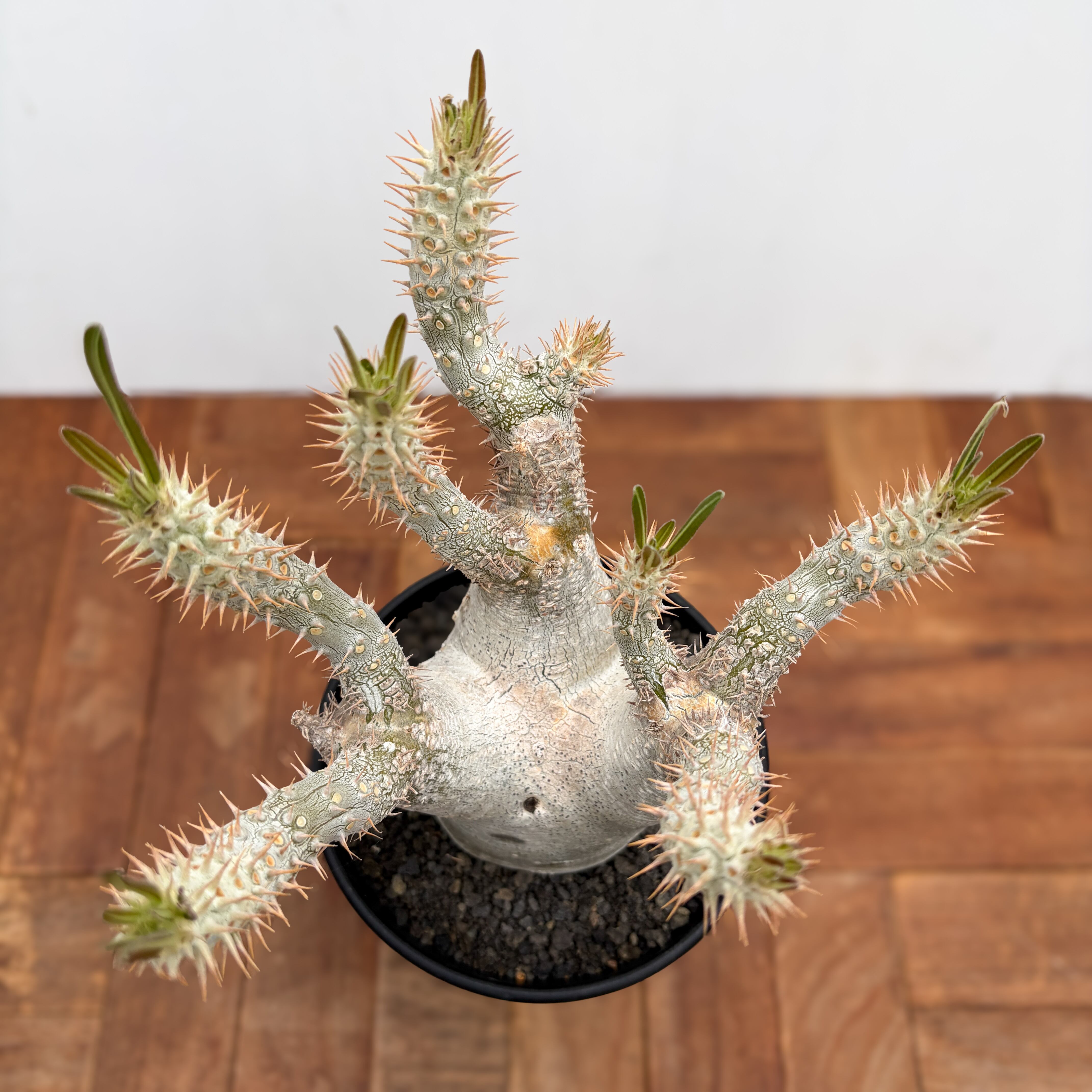Pachypodium rosulatum var. inopinatum 【パキポディウム