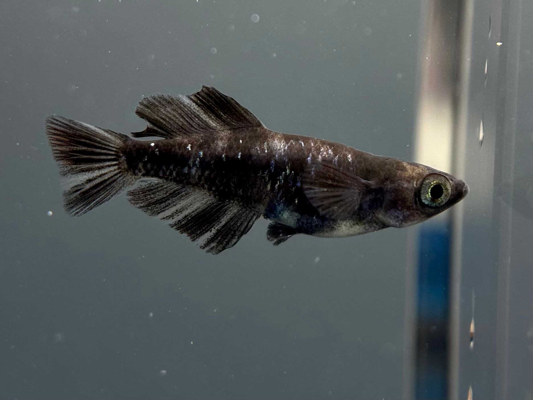 メダカ⭐︎専用 c94417d356991e2d4af0459472daac