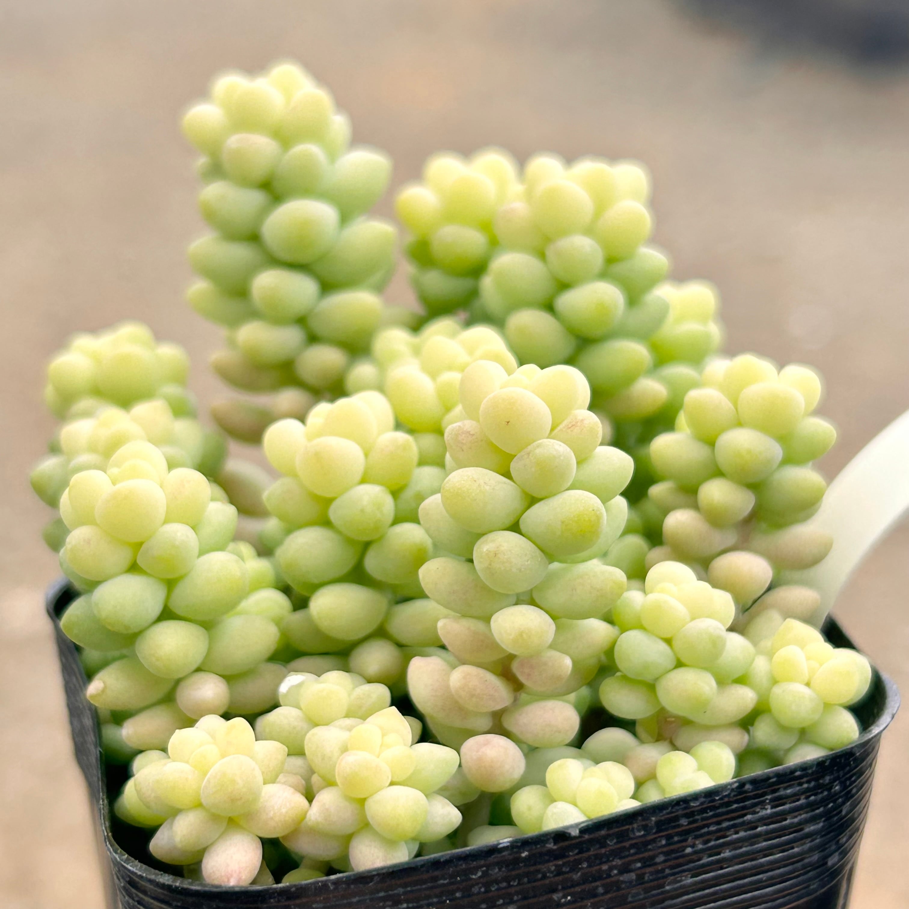 ビアポップ(新玉つづり) | RuPo 多肉植物専門店