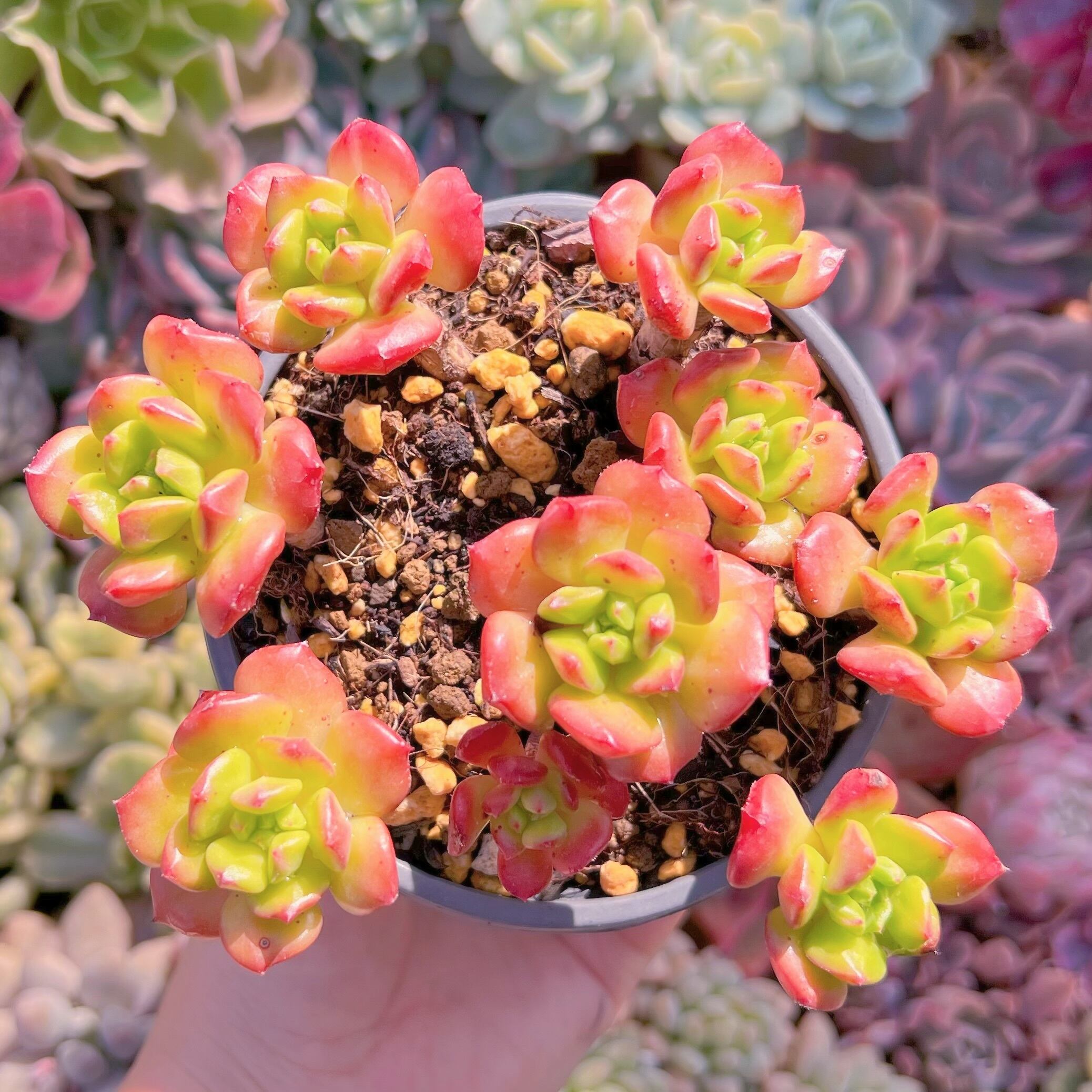 現品　スモールランタン#262  古株　新入荷　るる農園