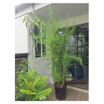 Eupatorium capillifolium 'Green Feather'