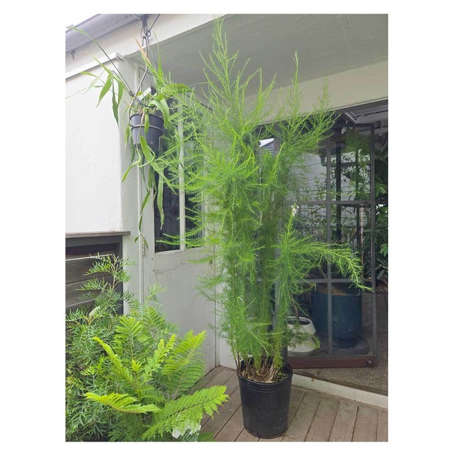 Eupatorium capillifolium 'Green Feather'