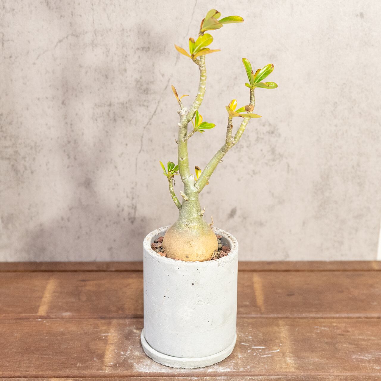 アデニウム・オベスム｜丸い塊根×スタイリッシュ枝ぶりの一点物【手作りモルタル鉢】