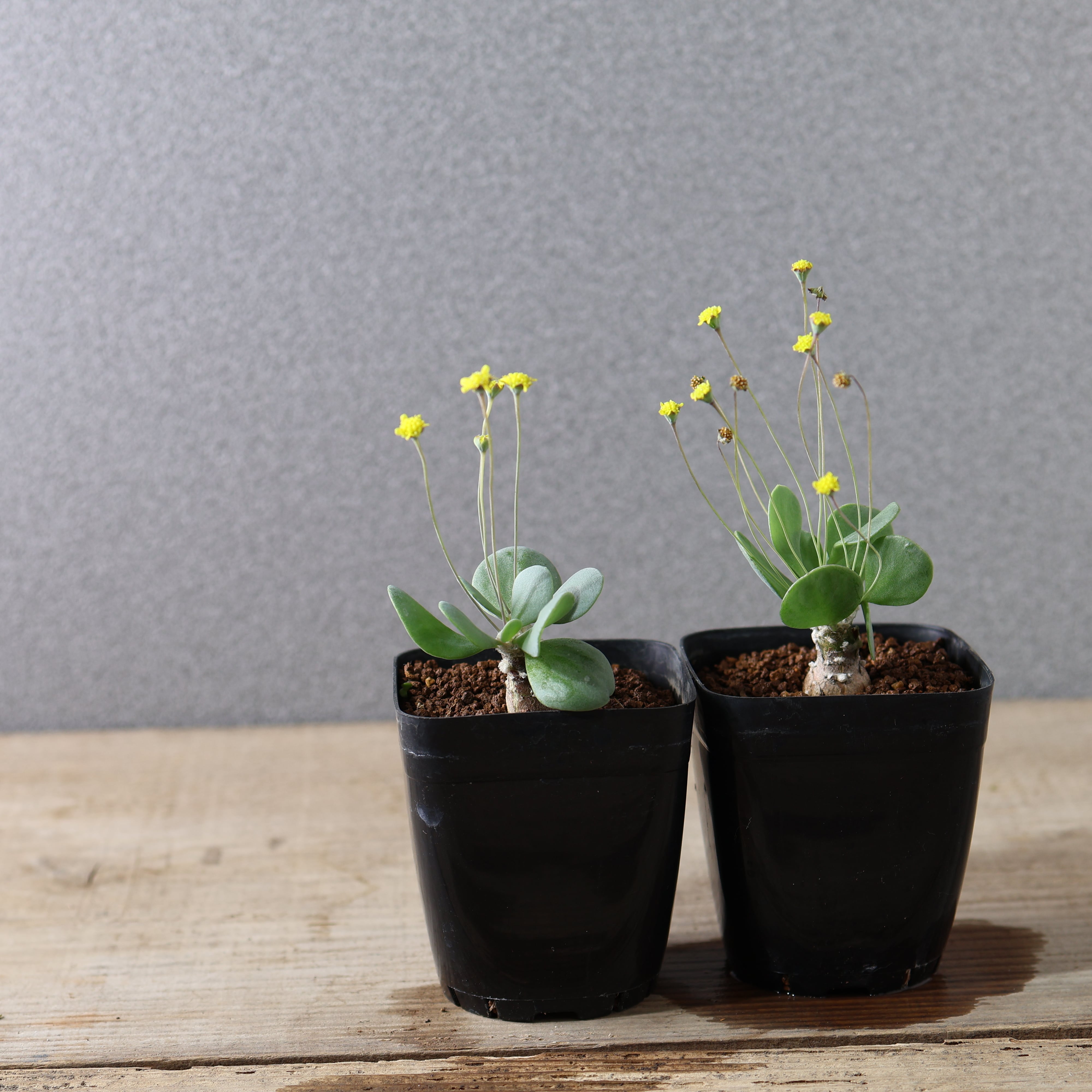 506『オトンナ ピグマエア』観葉植物【送料無料】 | MARX PLANTS