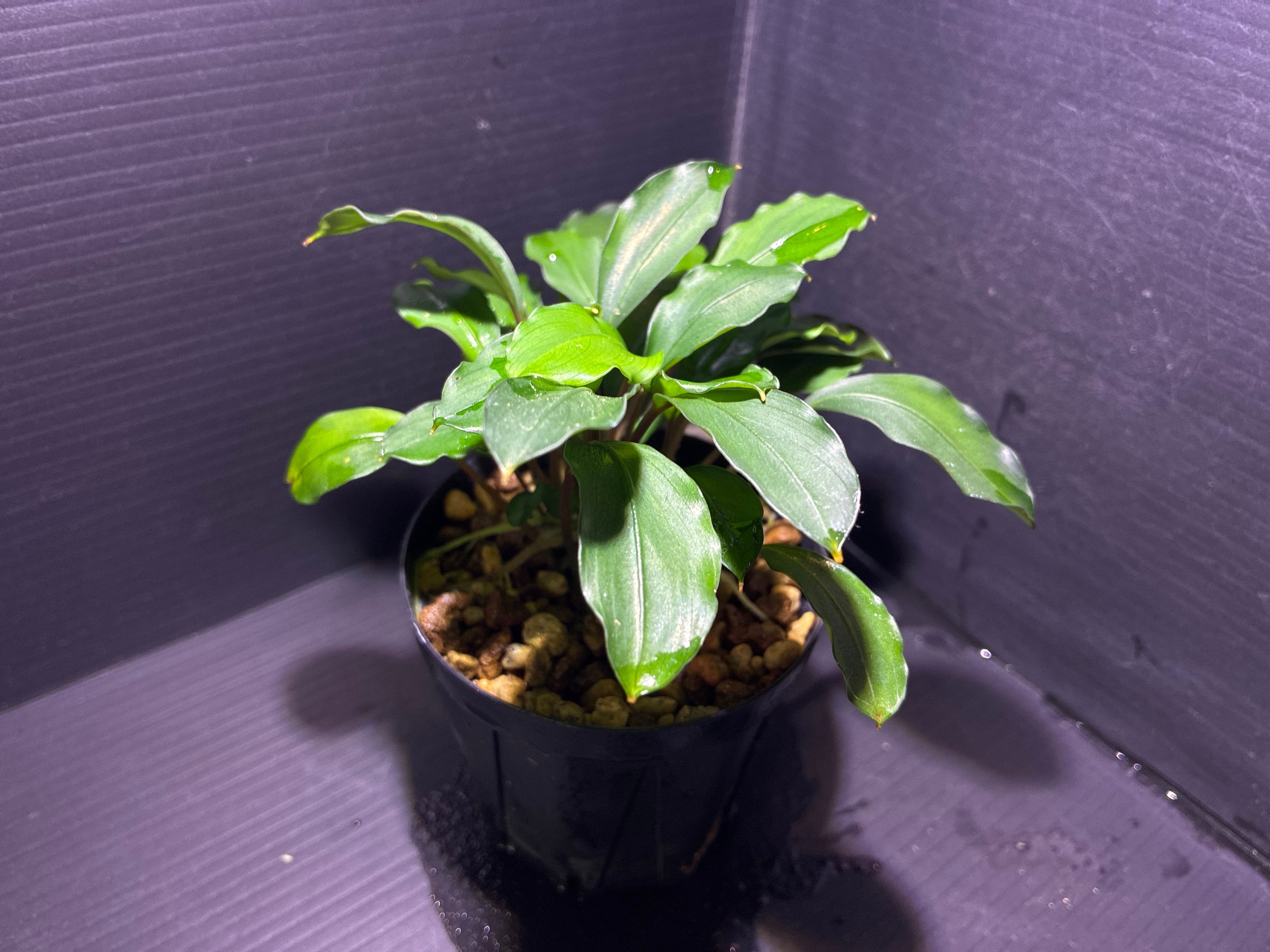 Bucephalandra sp. Murung raya 【LA0515-03】① | AquaFocus