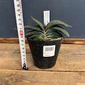 ガステリア 恐竜【1034】