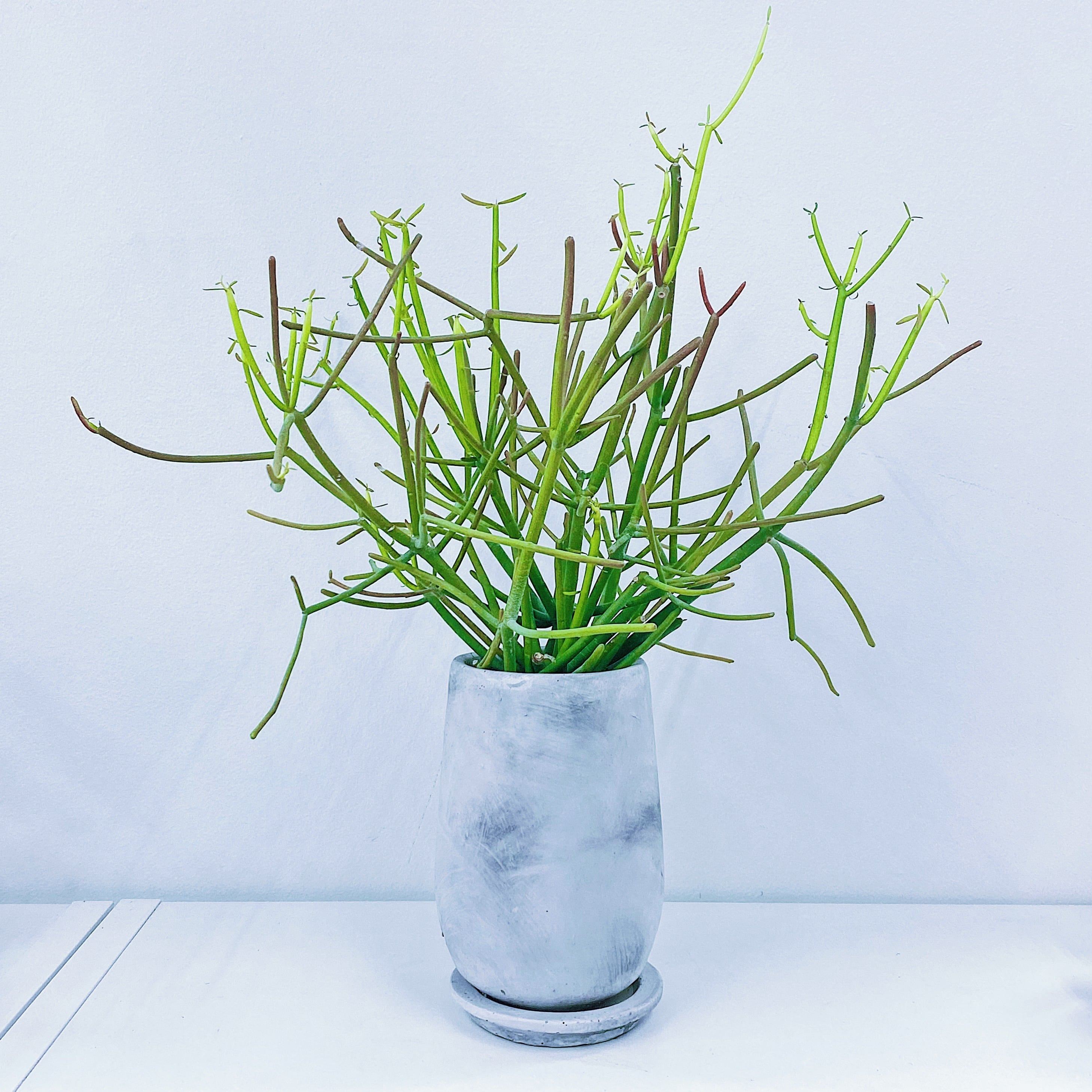 ミルクブッシュ ファイヤースティック Euphorbia Tirucalli Sticks On Fire Stand By Green スタンドバイグリーン ミルクブッシュ ファイヤースティック Euphorbia Tirucalli Sticks On Fire Stand By Green スタンドバイグリーン