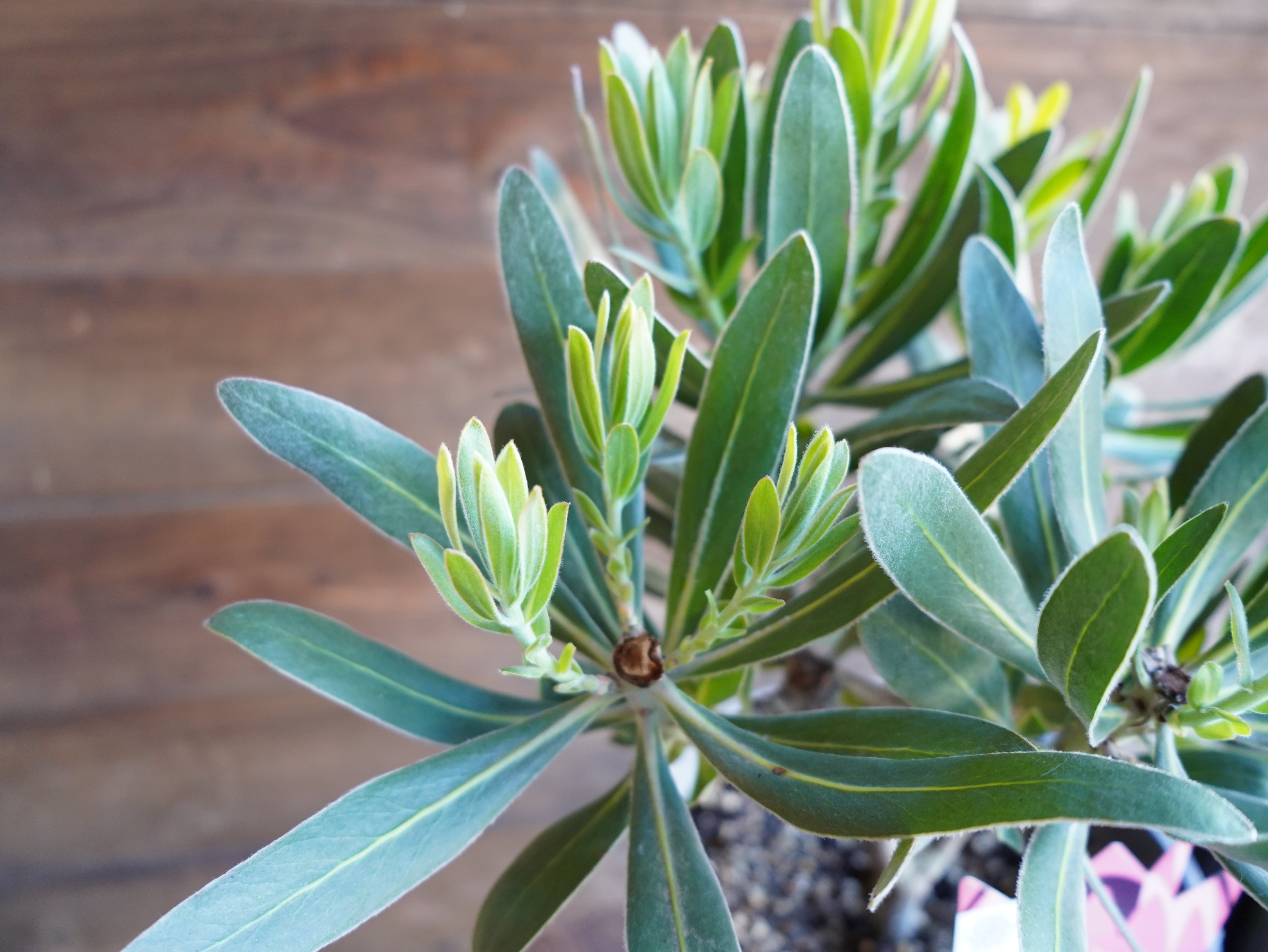 【現物】プロテア　”ピンクアイス”