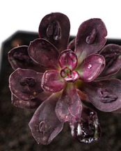 一部発根済カット苗 丸葉紅司 コブ付 M Echeveria nodulosa