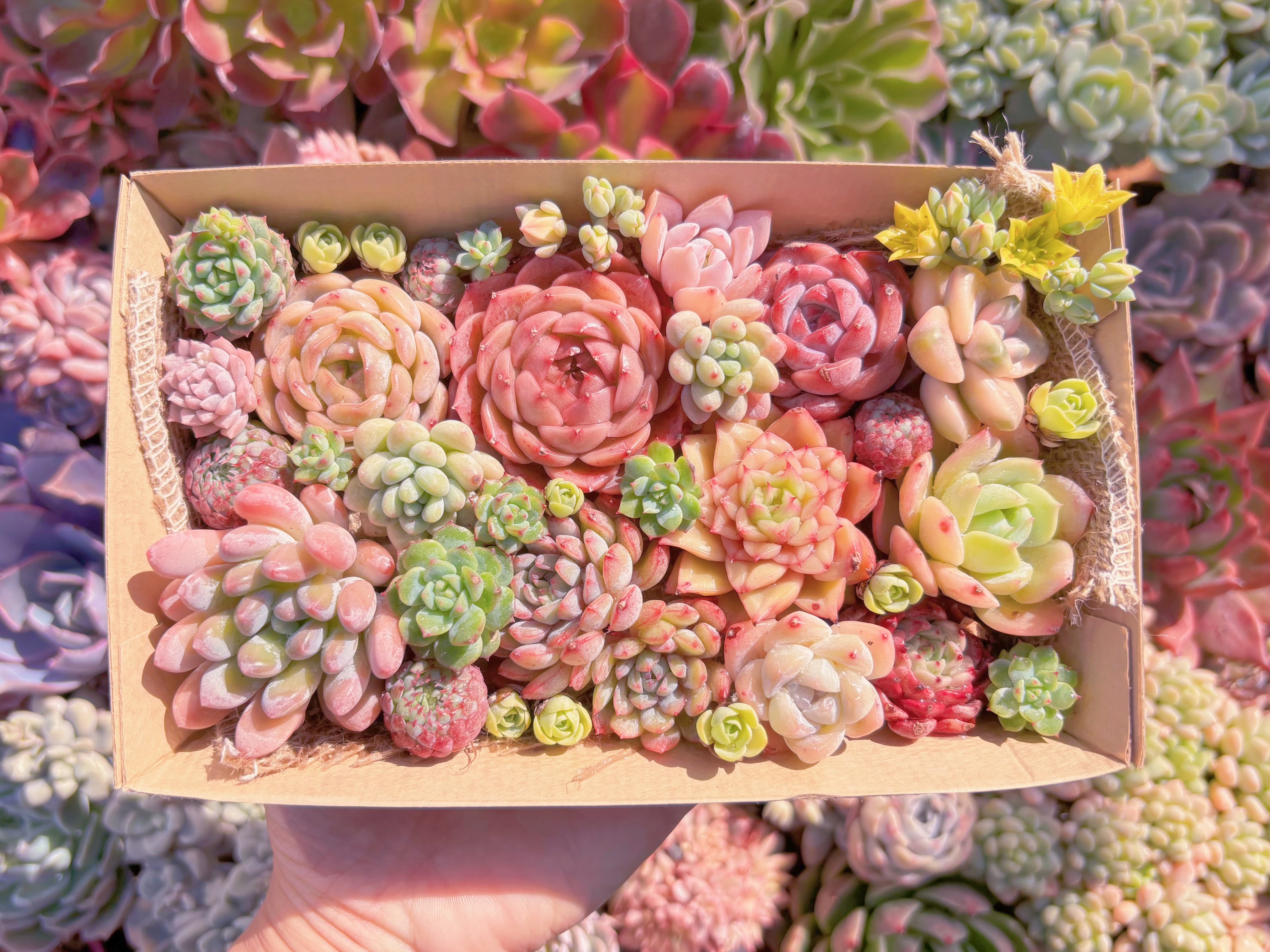 現品　寄せ植えセット#610　12cmx20cm　るる農園