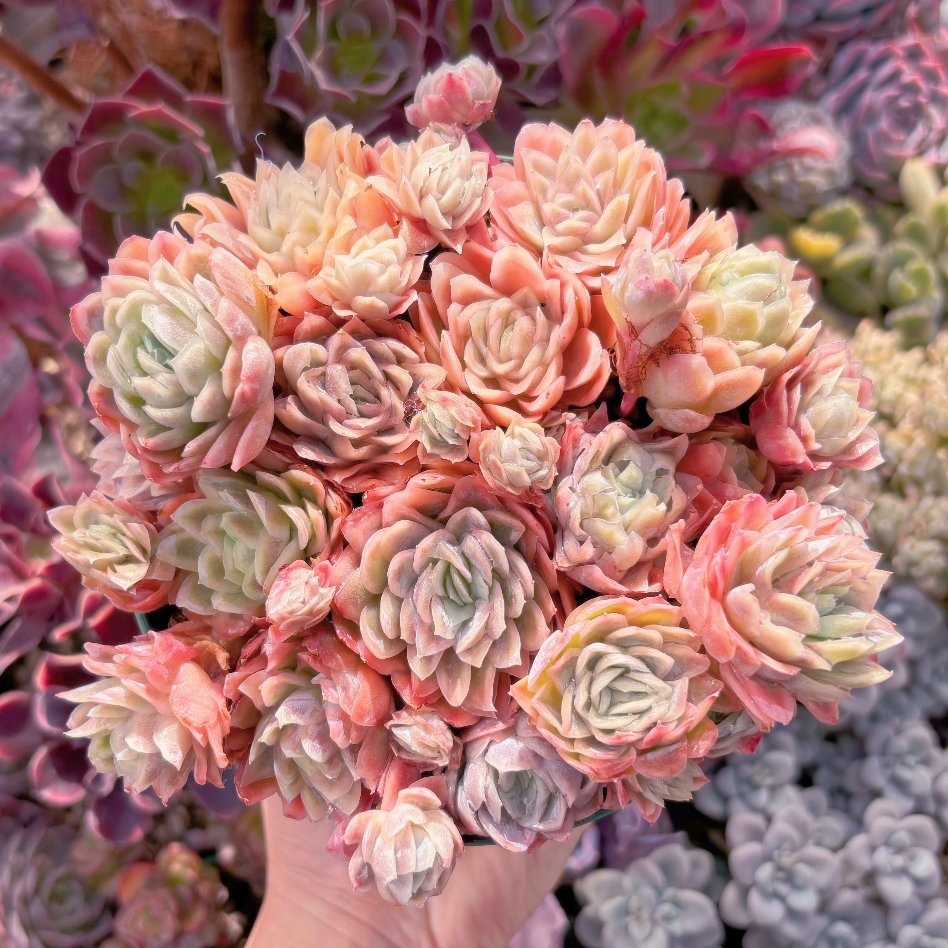 現品　クィーンローズ覆輪錦#771　新入荷