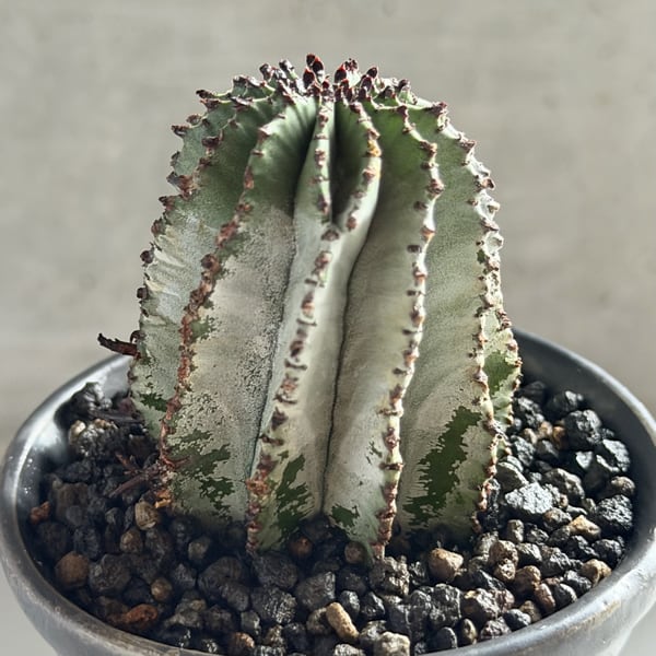 ユーフォルビア・ホリダ Euphorbia horrida | RY-ST