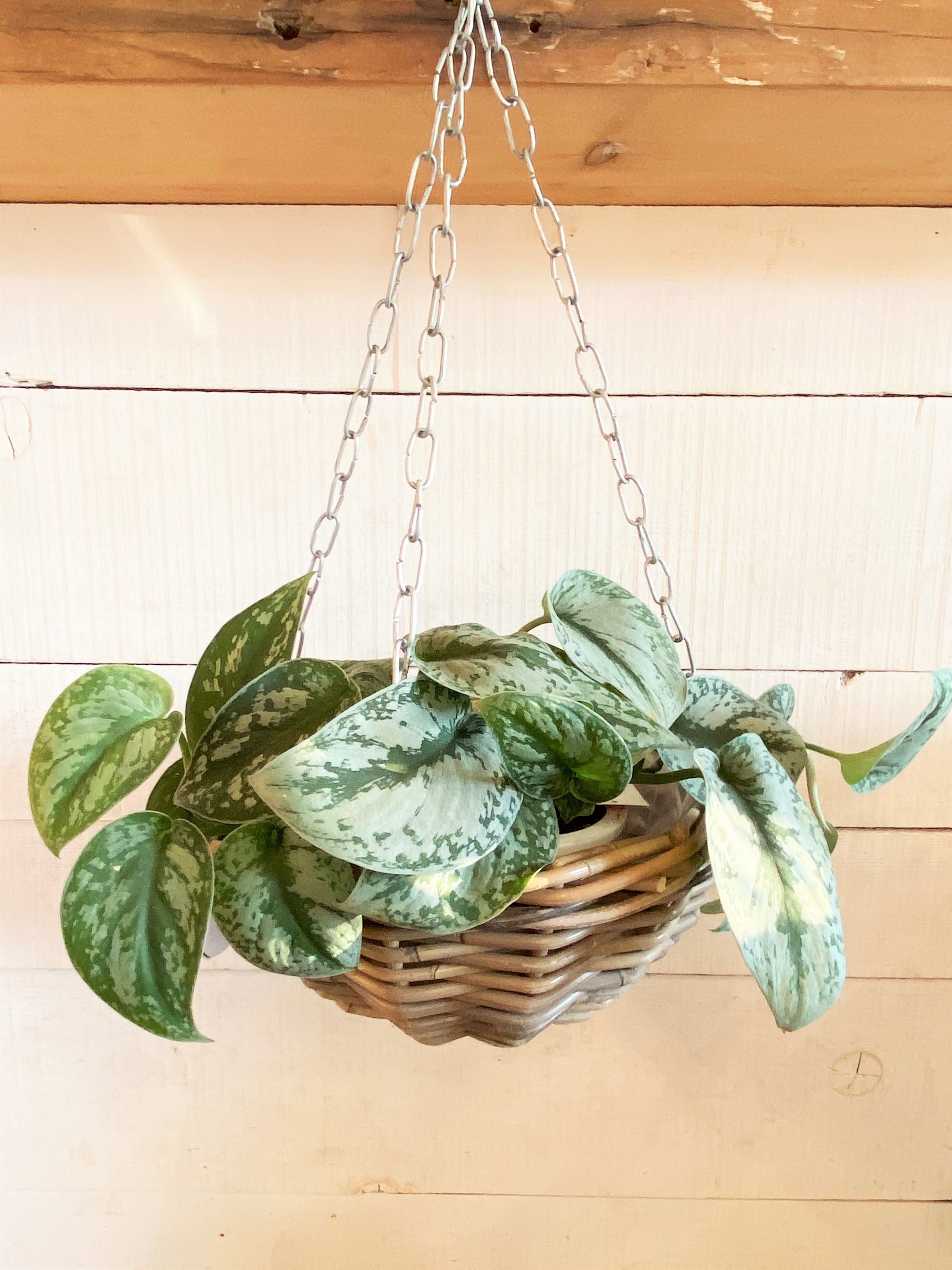 ハンキングセット 楽天市場】[5日限定10%OFFクーポン×P10倍18時〜6H]ハンギングバー