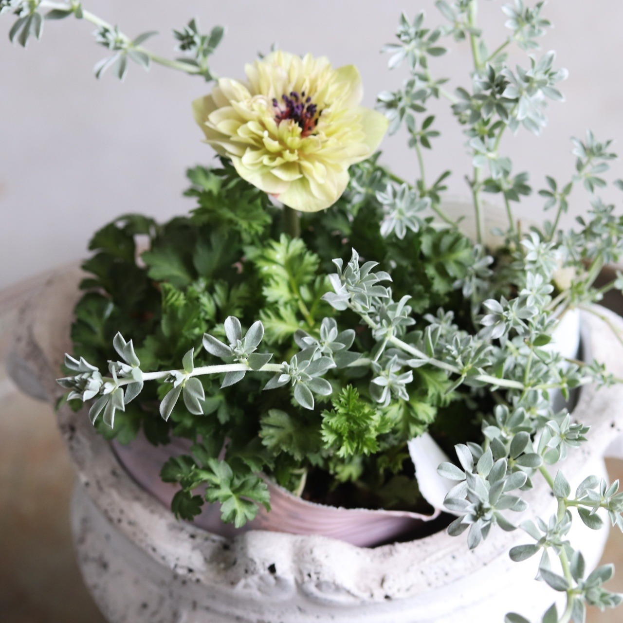 ロータスクレティクス　寄せ植えにオススメ　シルバーリーフ　丈夫