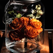 【VTギフト】sonnenglas ローズ橙×ユーカリ