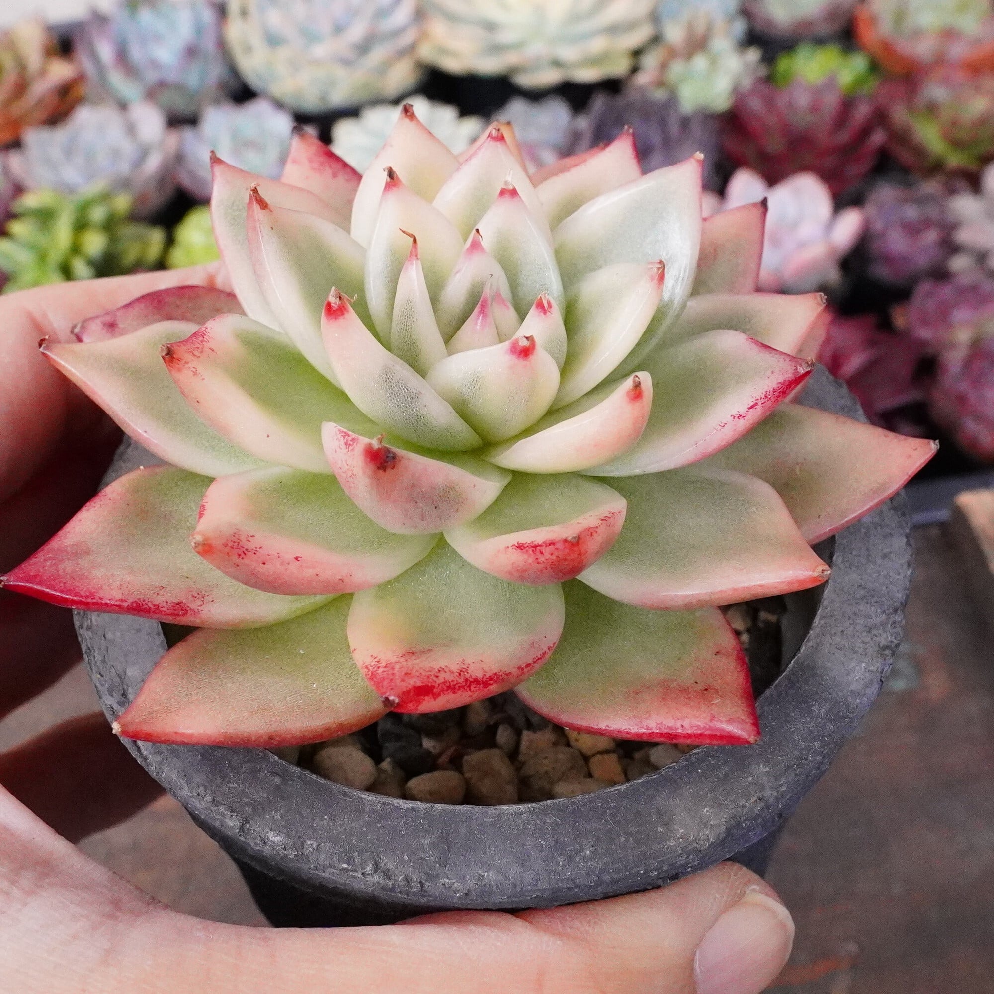 多肉植物　レア　アニー　韓国苗 アニー エケベリア カット苗 | 多肉植物カット苗の通販