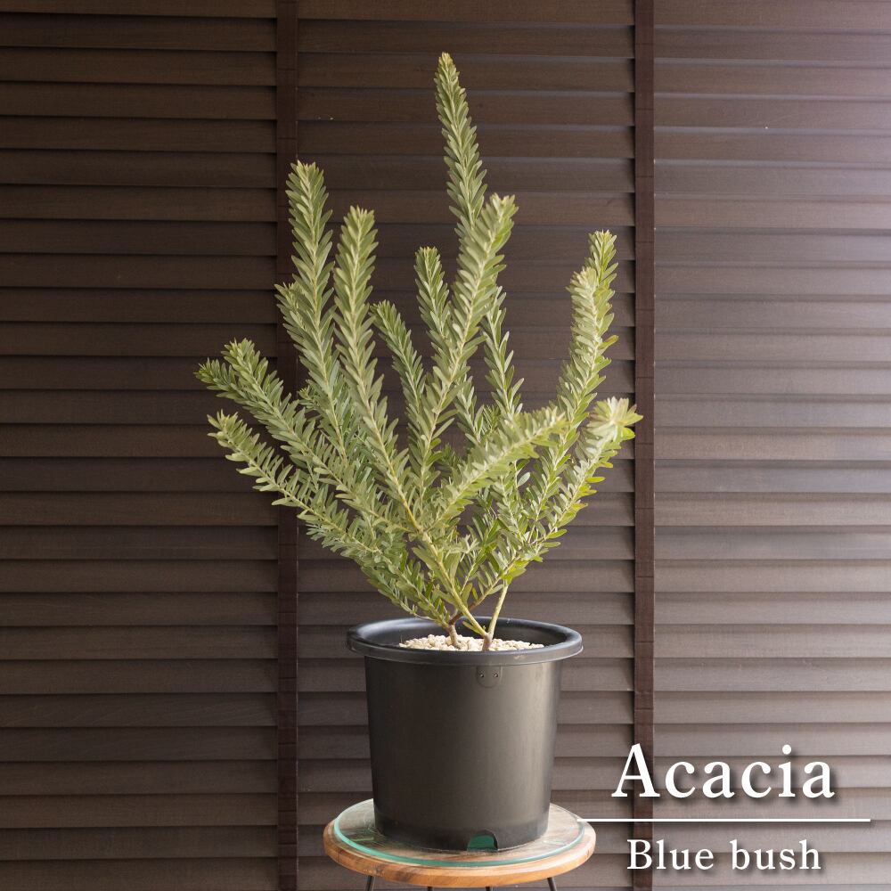 アカシア ブルーブッシュ 8号 Acacia Blue bush オージープランツ 庭木 植木 0131BK-2