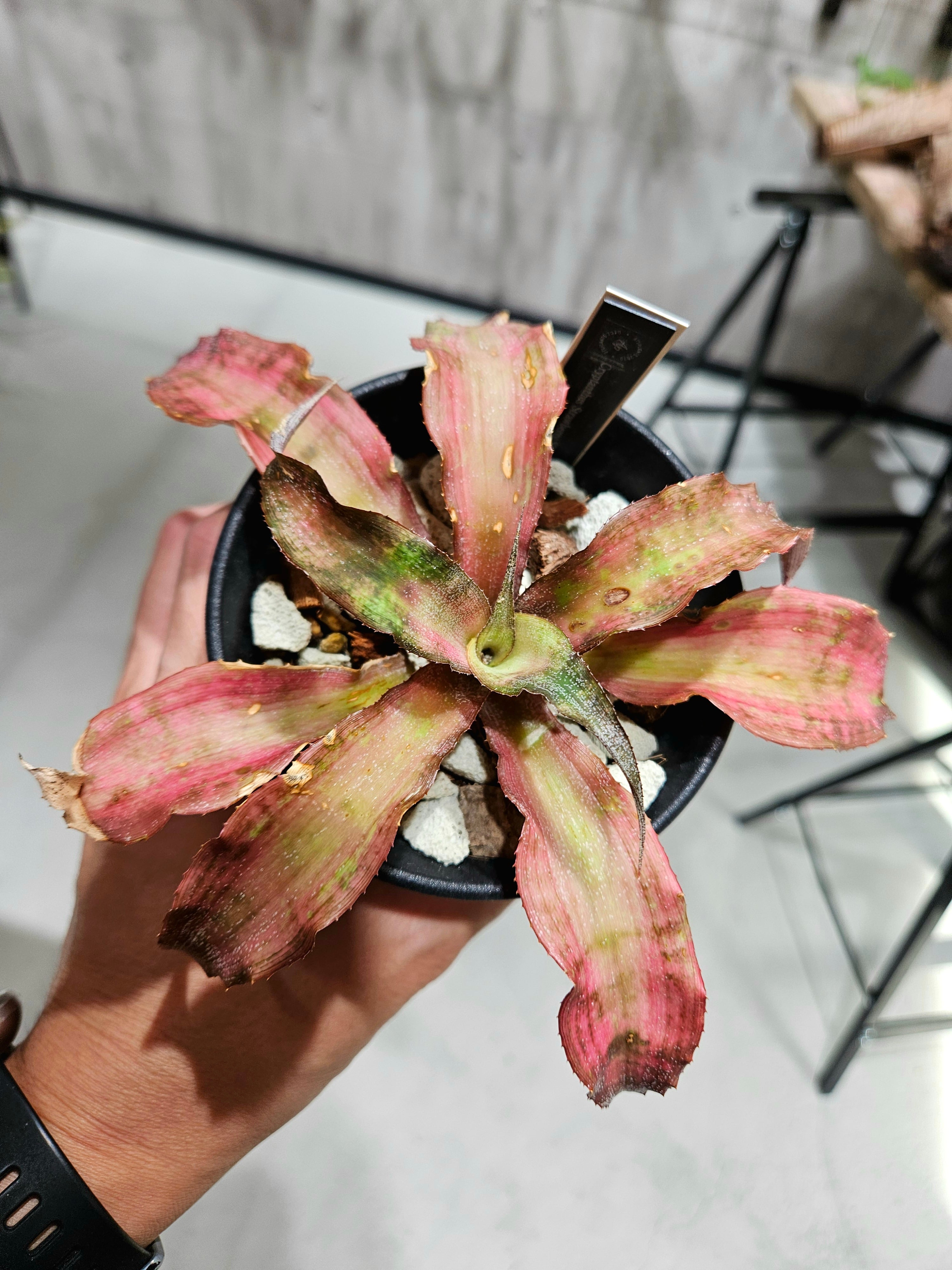 Cryptanthus Stawberry Short Cake【artPLANTs/PLANTS GARAGE