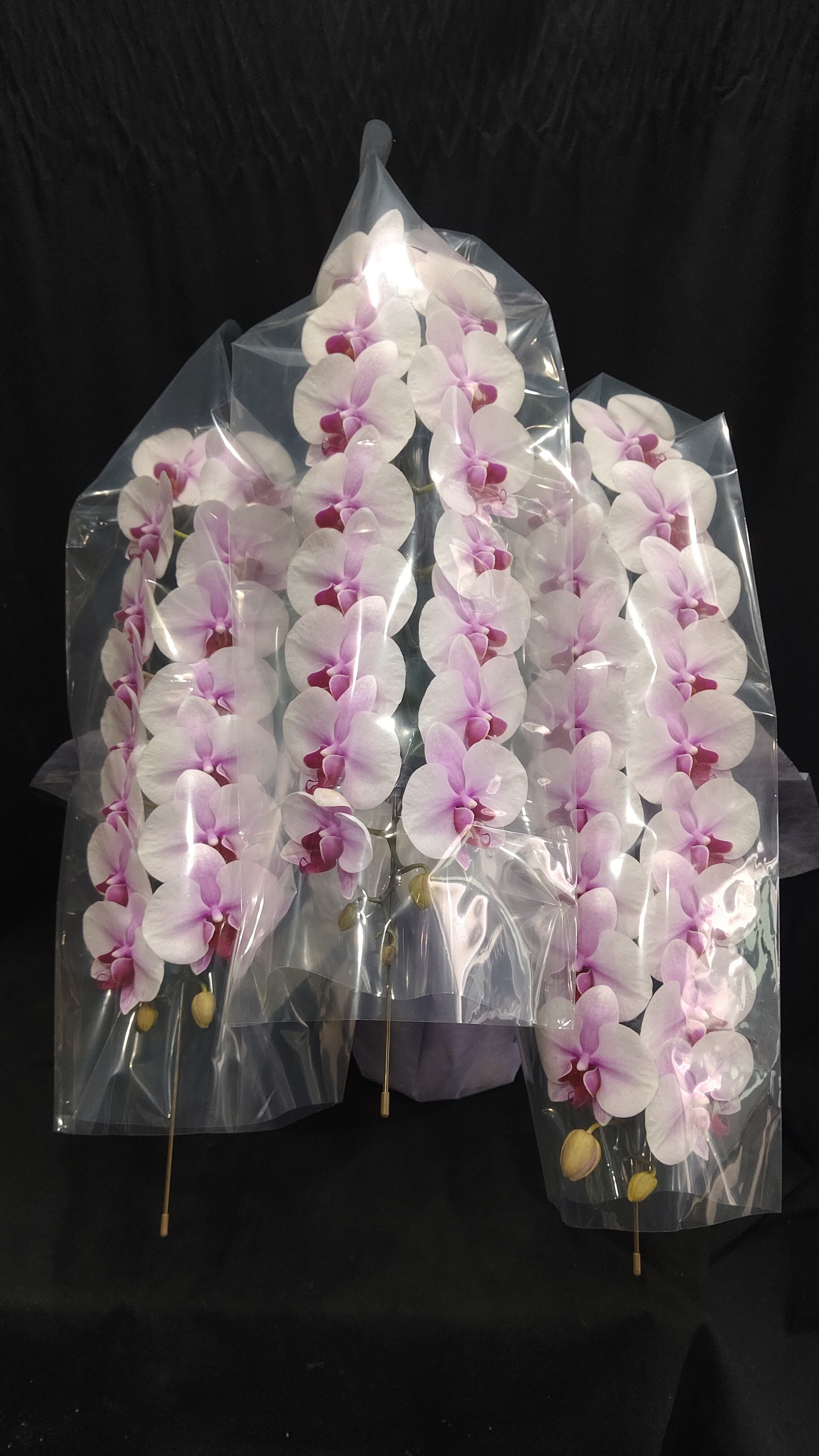 胡蝶蘭プレミアム　3本立