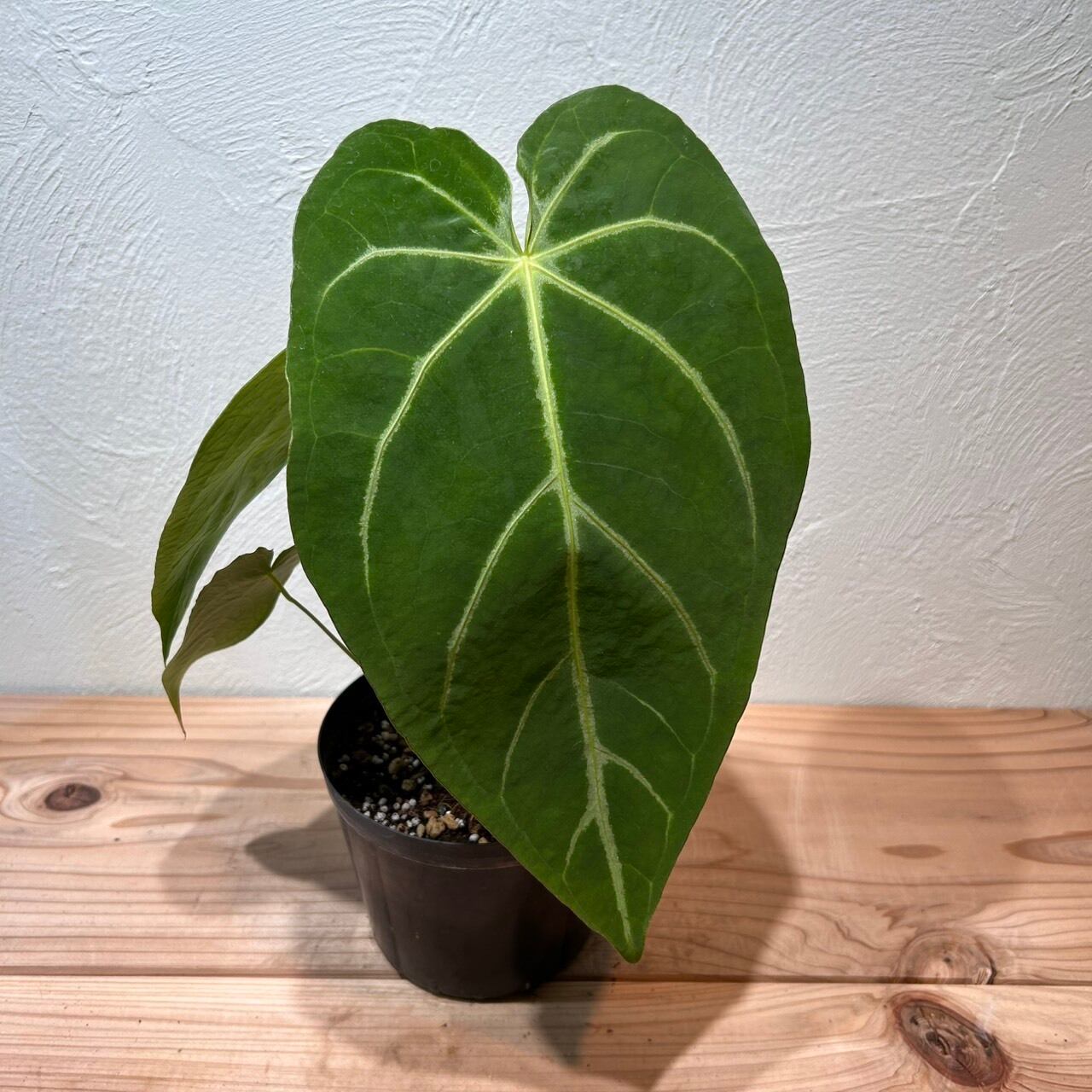 アンスリウム　マグニフィカム 5.0号 アンスリウム マグニフィカム 5.0号 | GREEN Road 植物と