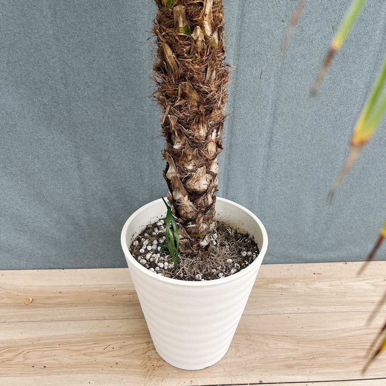 現品］3番 フェニックスロベレニー 8号 観葉植物 室内 ヤシ 南国風