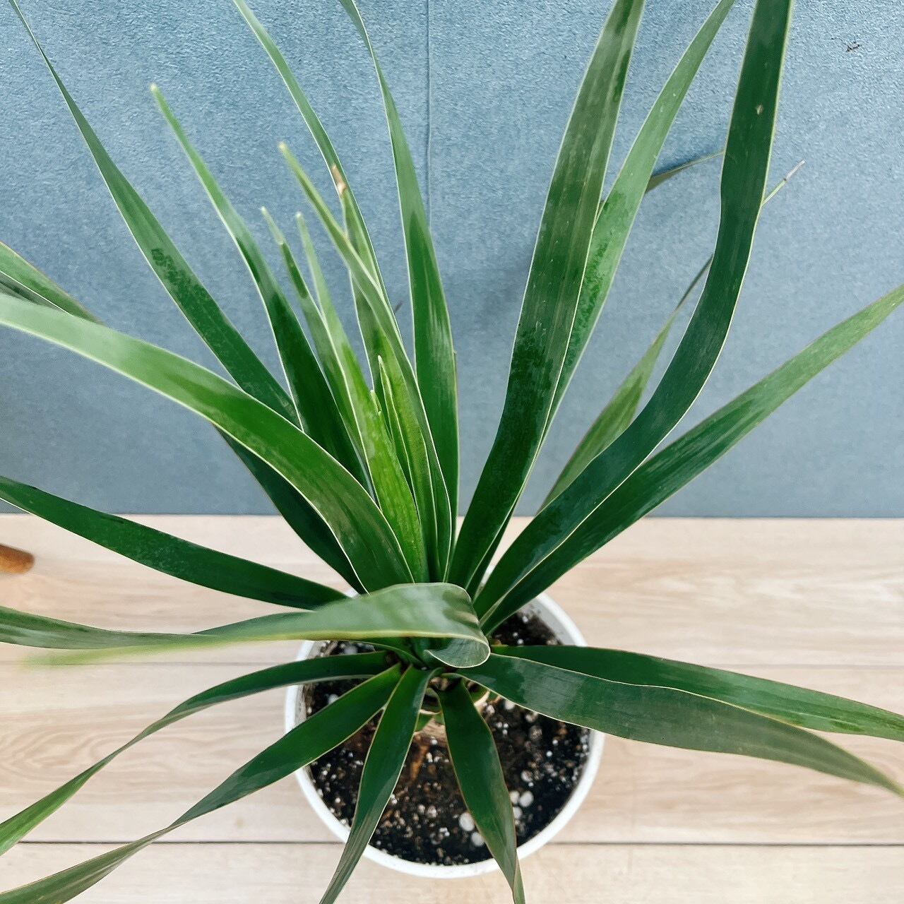 現品］【希少】17番 ドラセナ ドラコ 竜血樹 8号 観葉植物 レア 室内