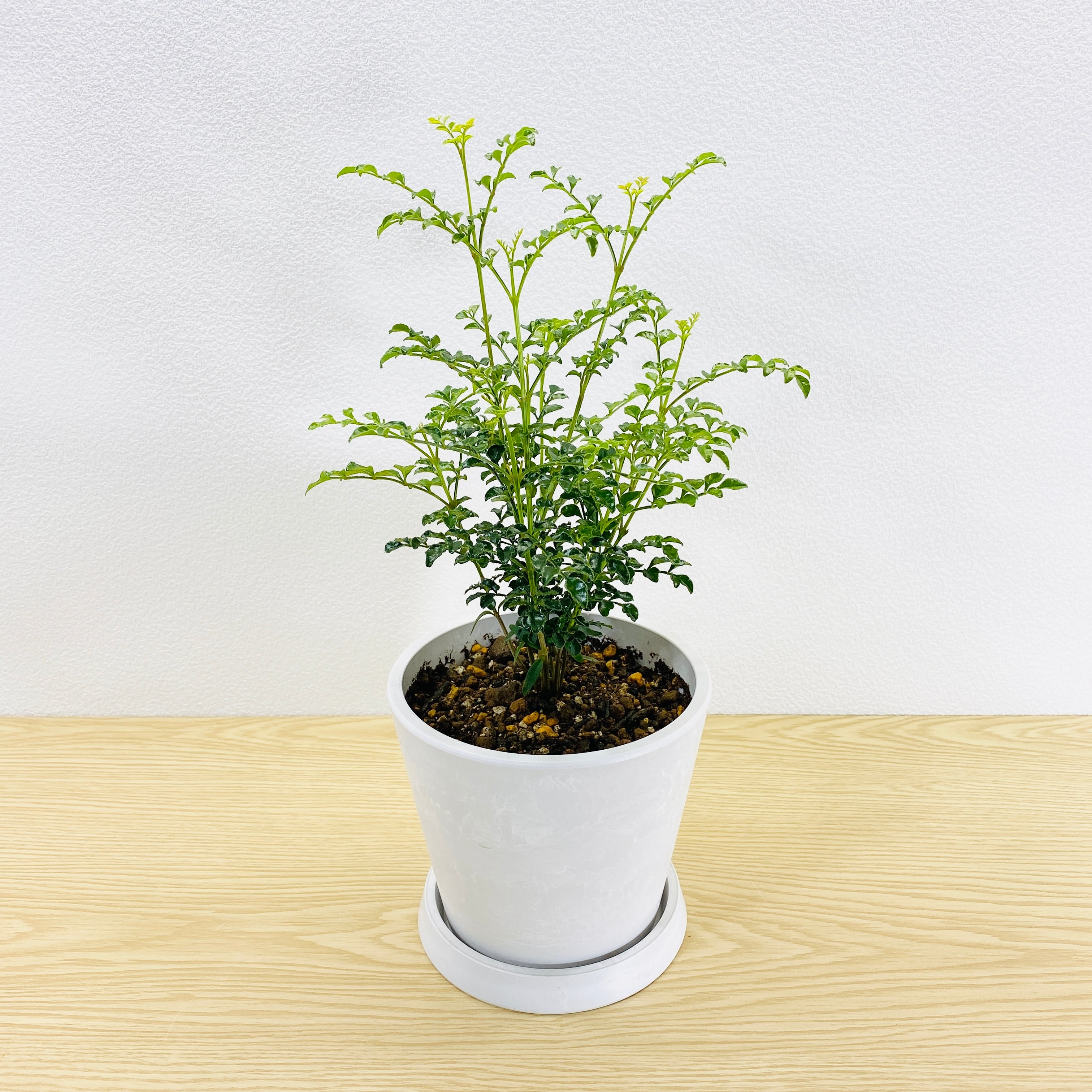 シマトネリコ　[観葉植物]　非常に強い植物です！