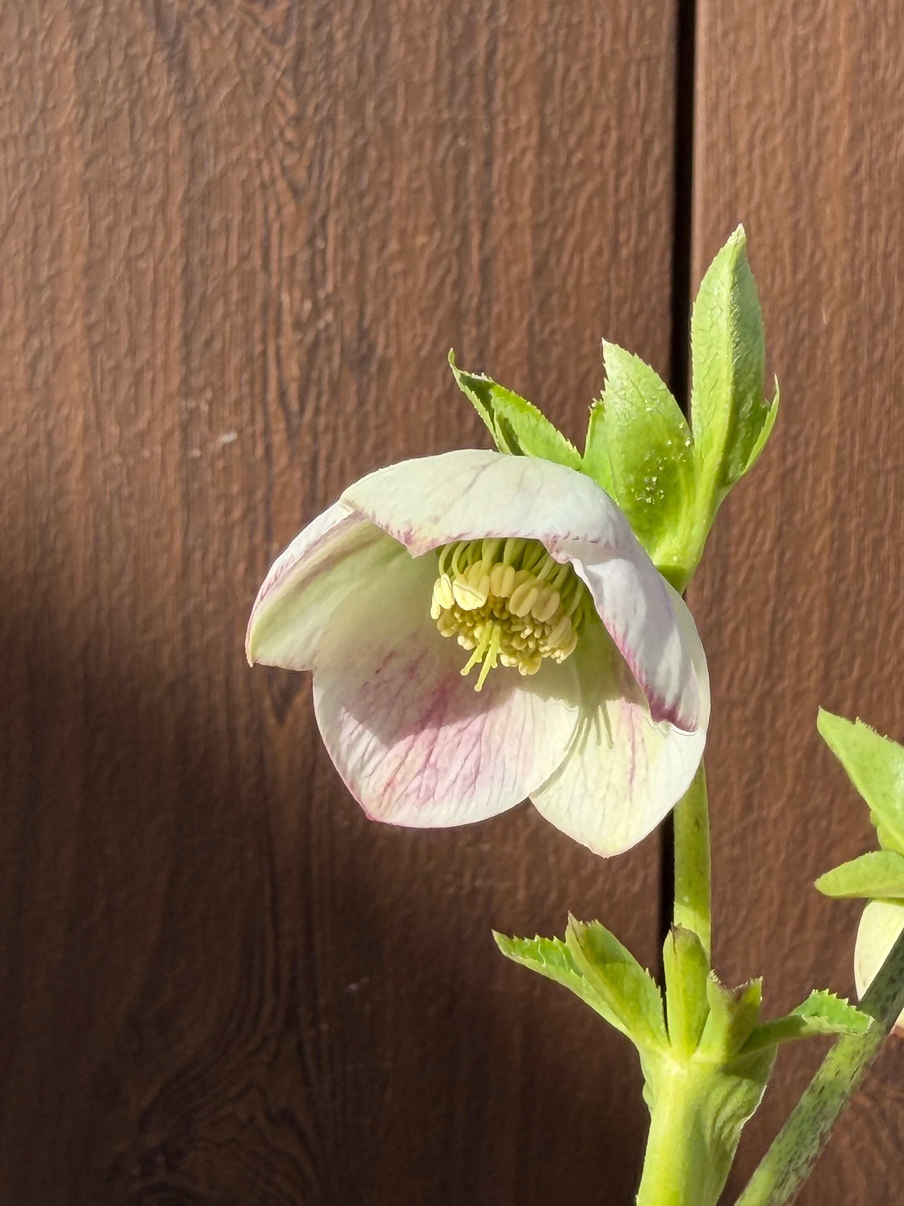 パステリッシュストレイン 大和園 クリスマスローズ【Ya07】送料無料