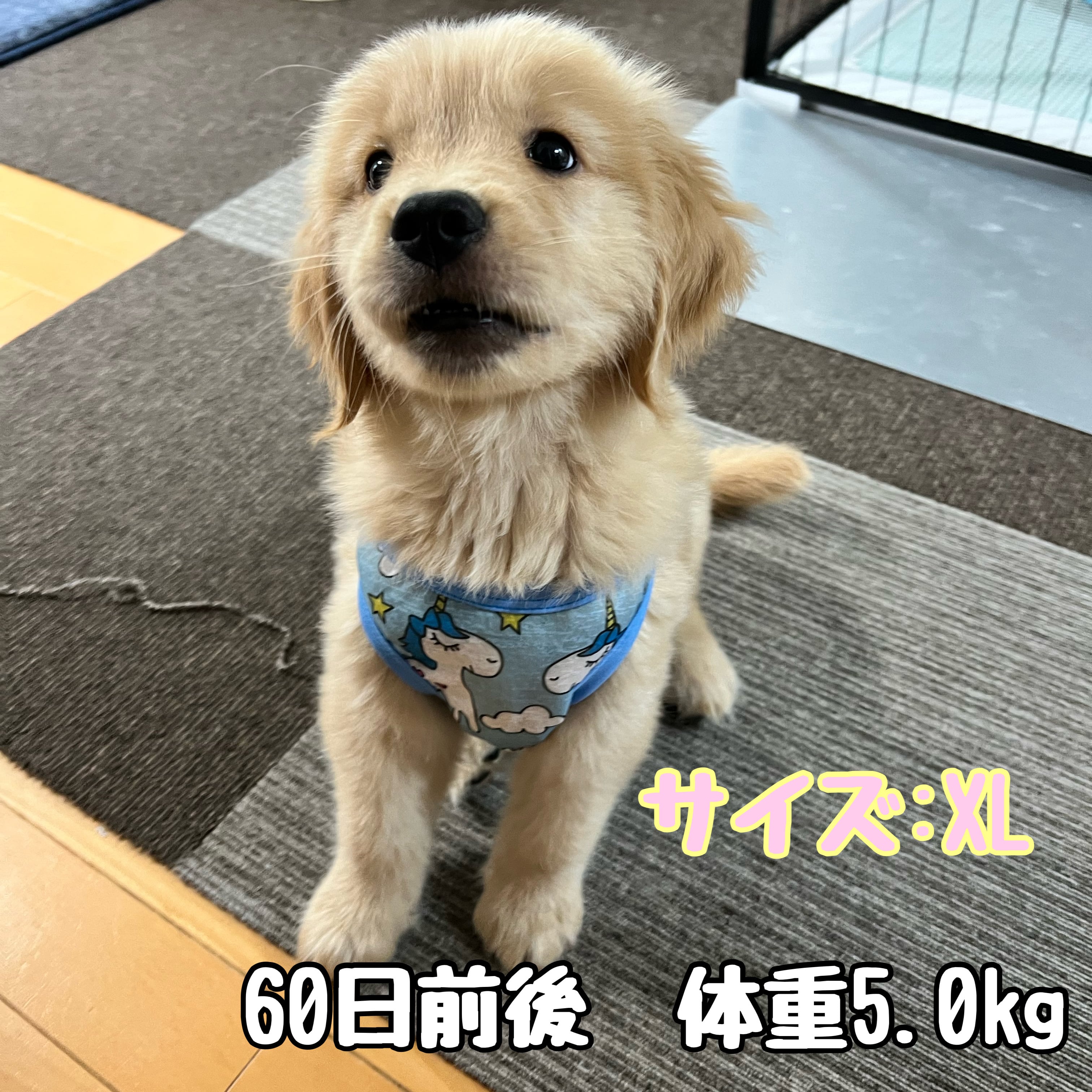 犬の洋服 犬服 ゴルパピー タンクトップ 仔犬 cool ゴールデン 犬の洋服 犬服 ゴルパピー タンクトップ 仔犬 cool ゴールデン