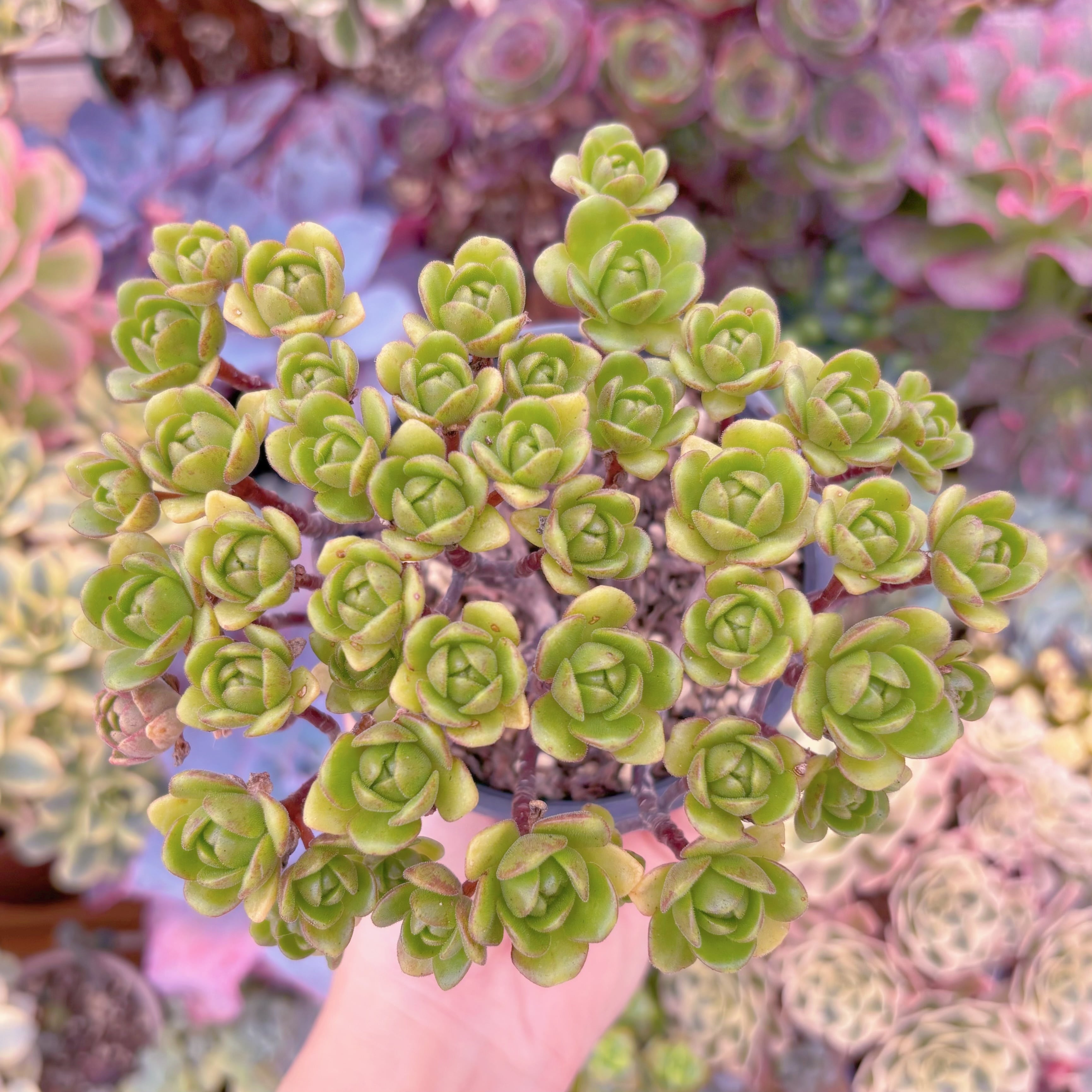 現品　little fox#B55　群生　るる農園