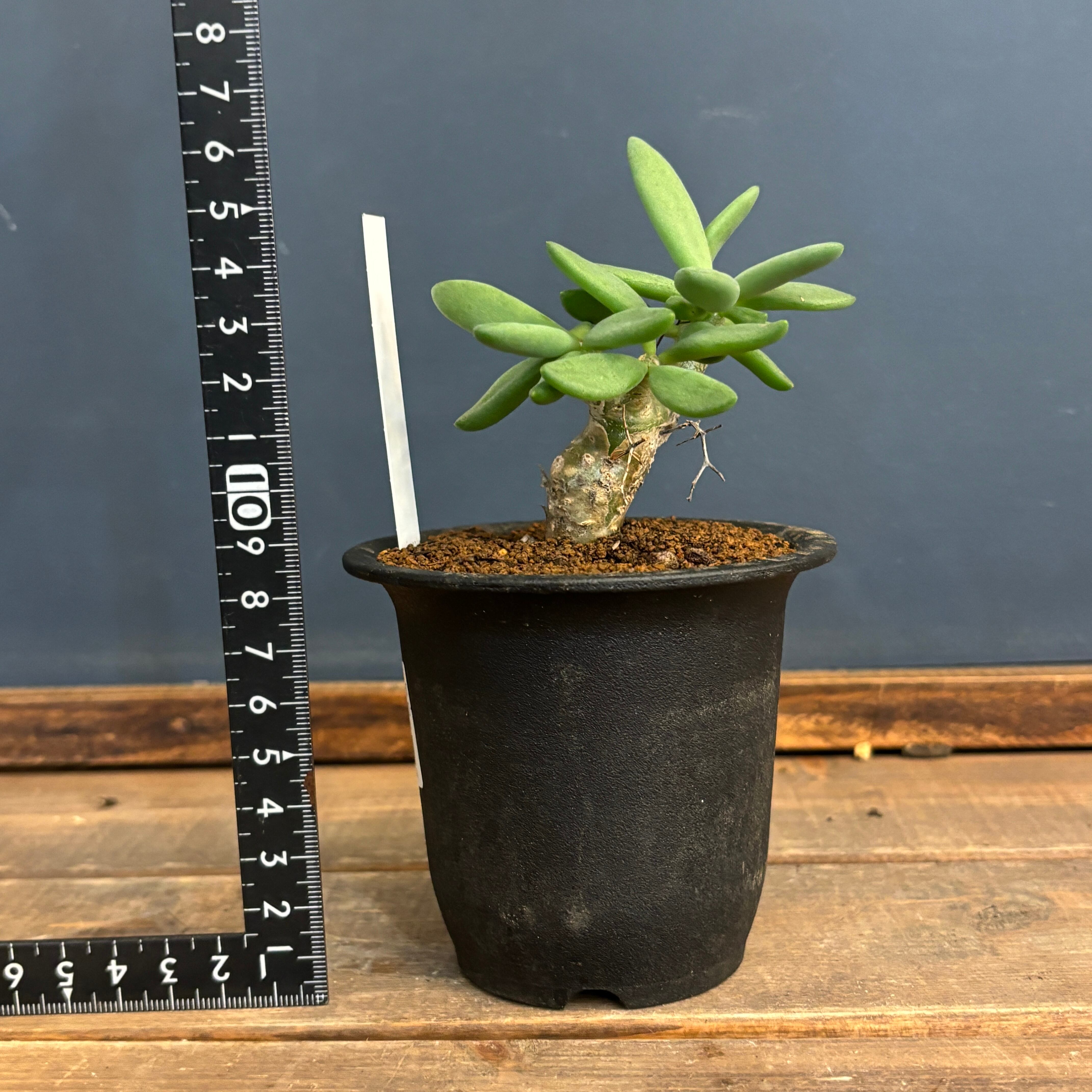 チレコドン レティキュラータス 万物想【180】 | PROTOLEAF プロトリーフ