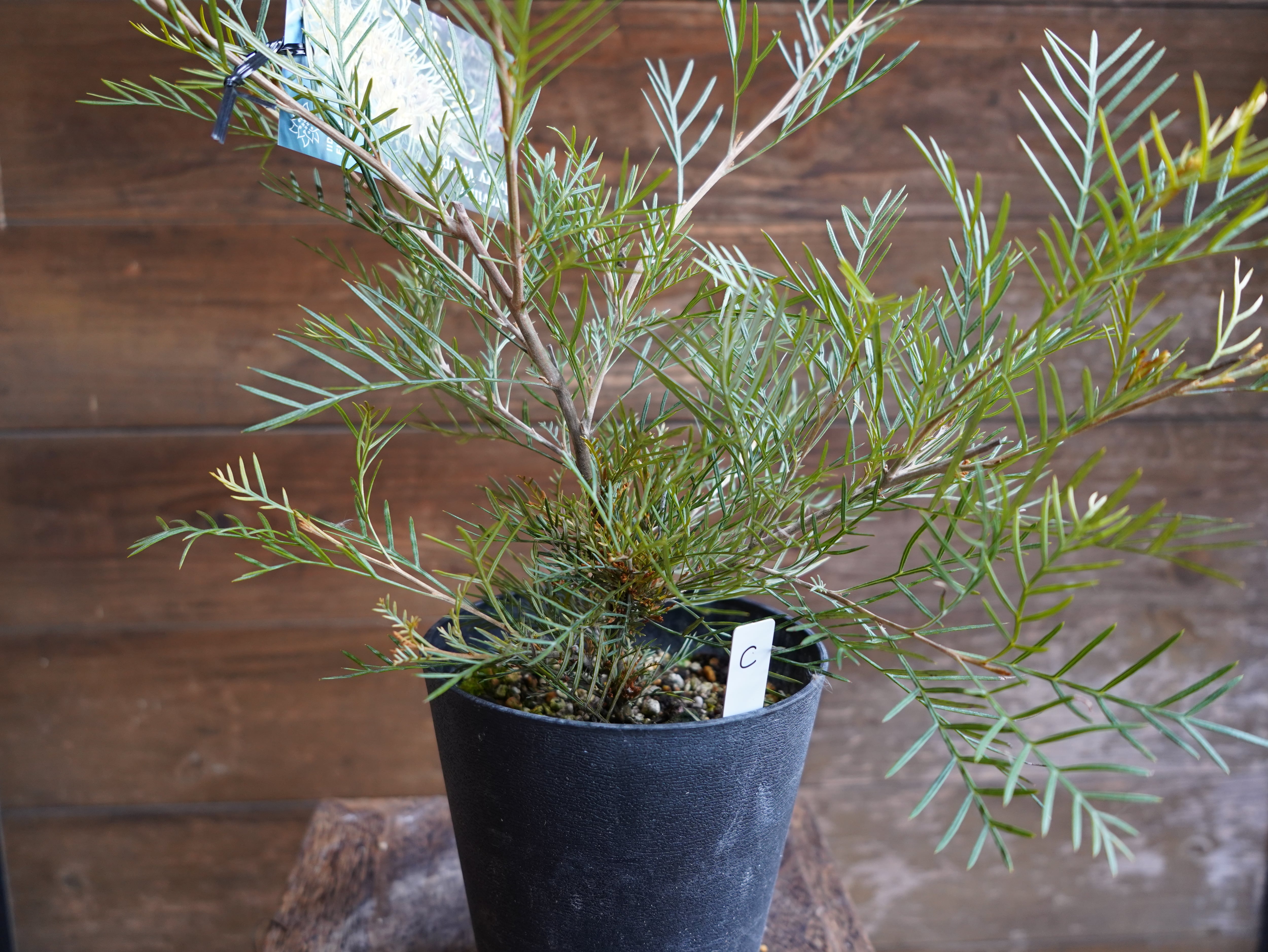 【現物】グレビレア　”アイボリーホイップ”　C