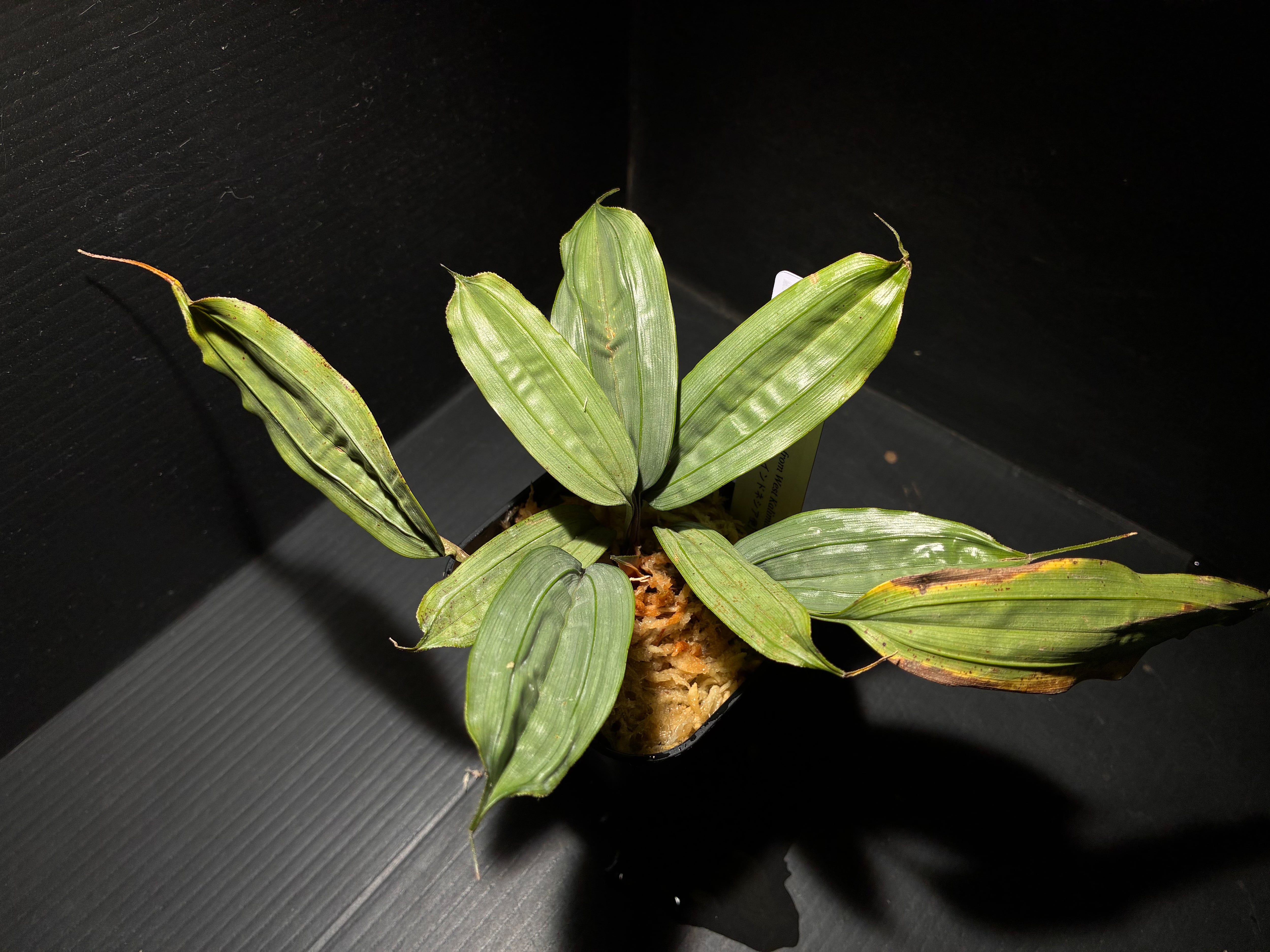 水草・観葉植物 | AquaFocus