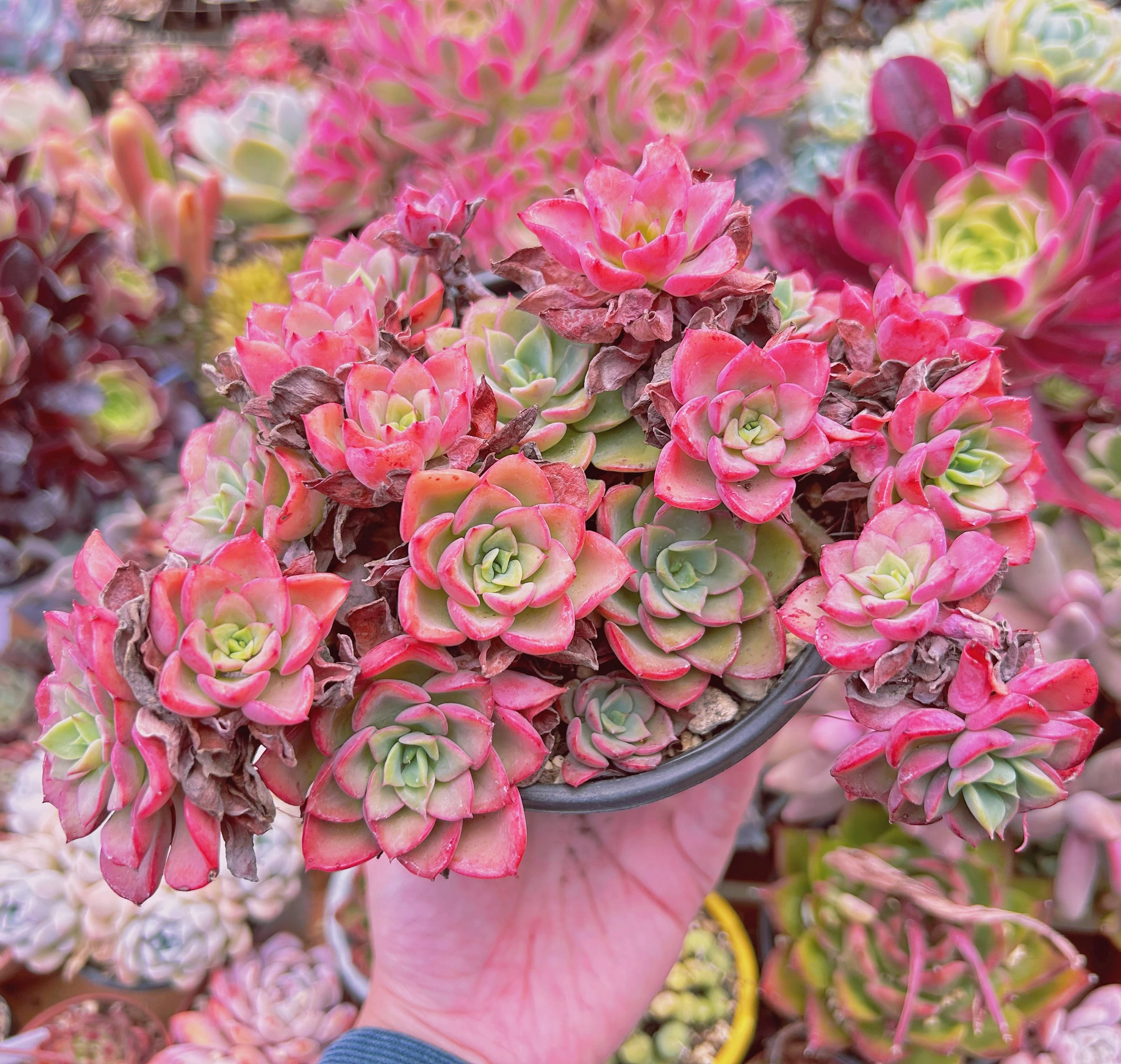 #799現物　多肉植物　ノーブル　特大