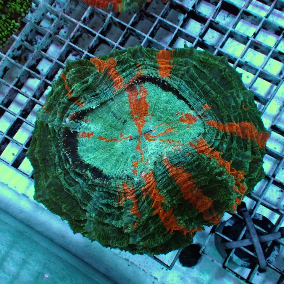 天然ライブロック Sグレード 1kg | HOUSE REEF(ハウスリーフ)サンゴ