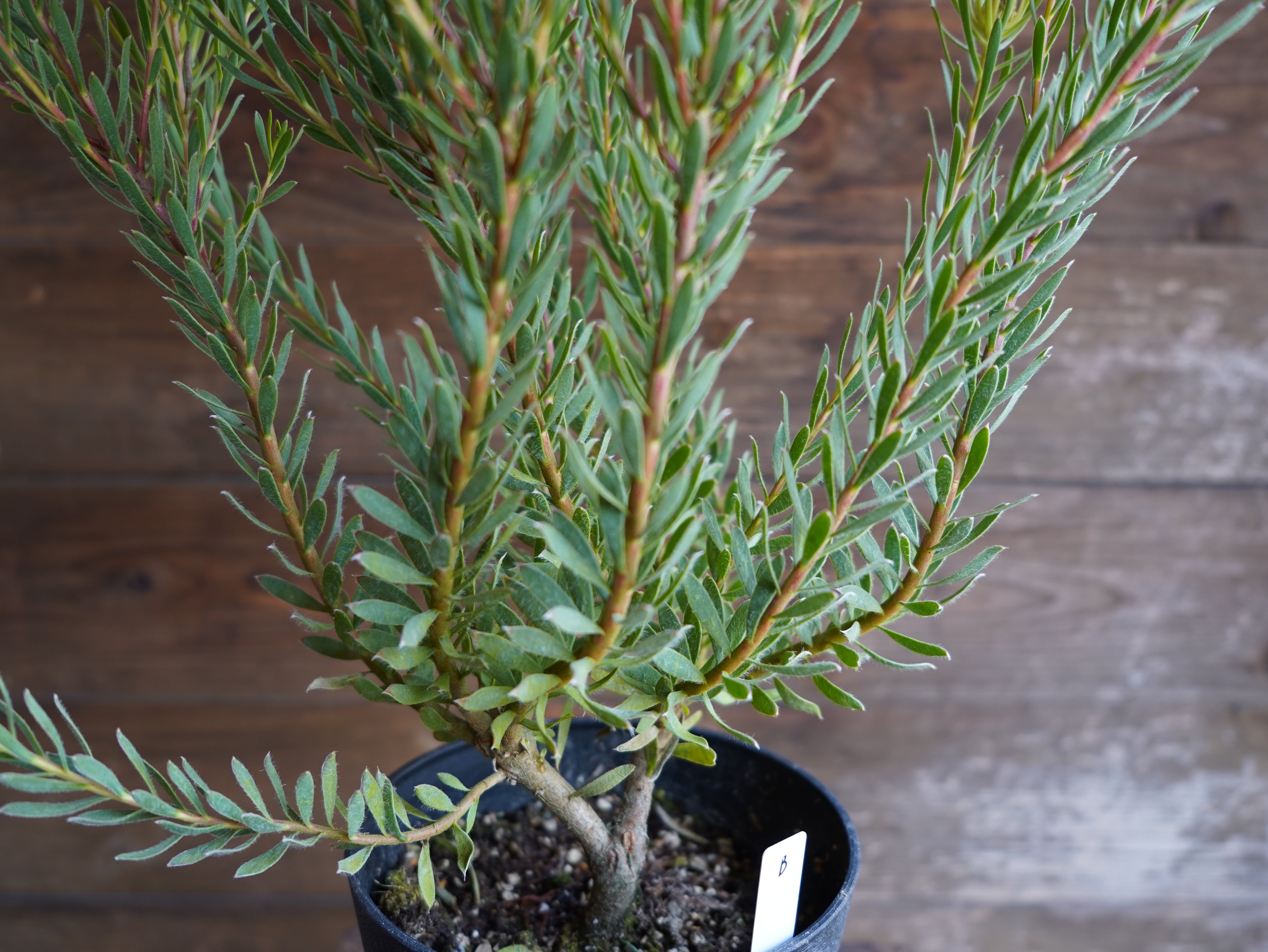 【現物】リューカデンドロン　”Strawberry Fair”　B