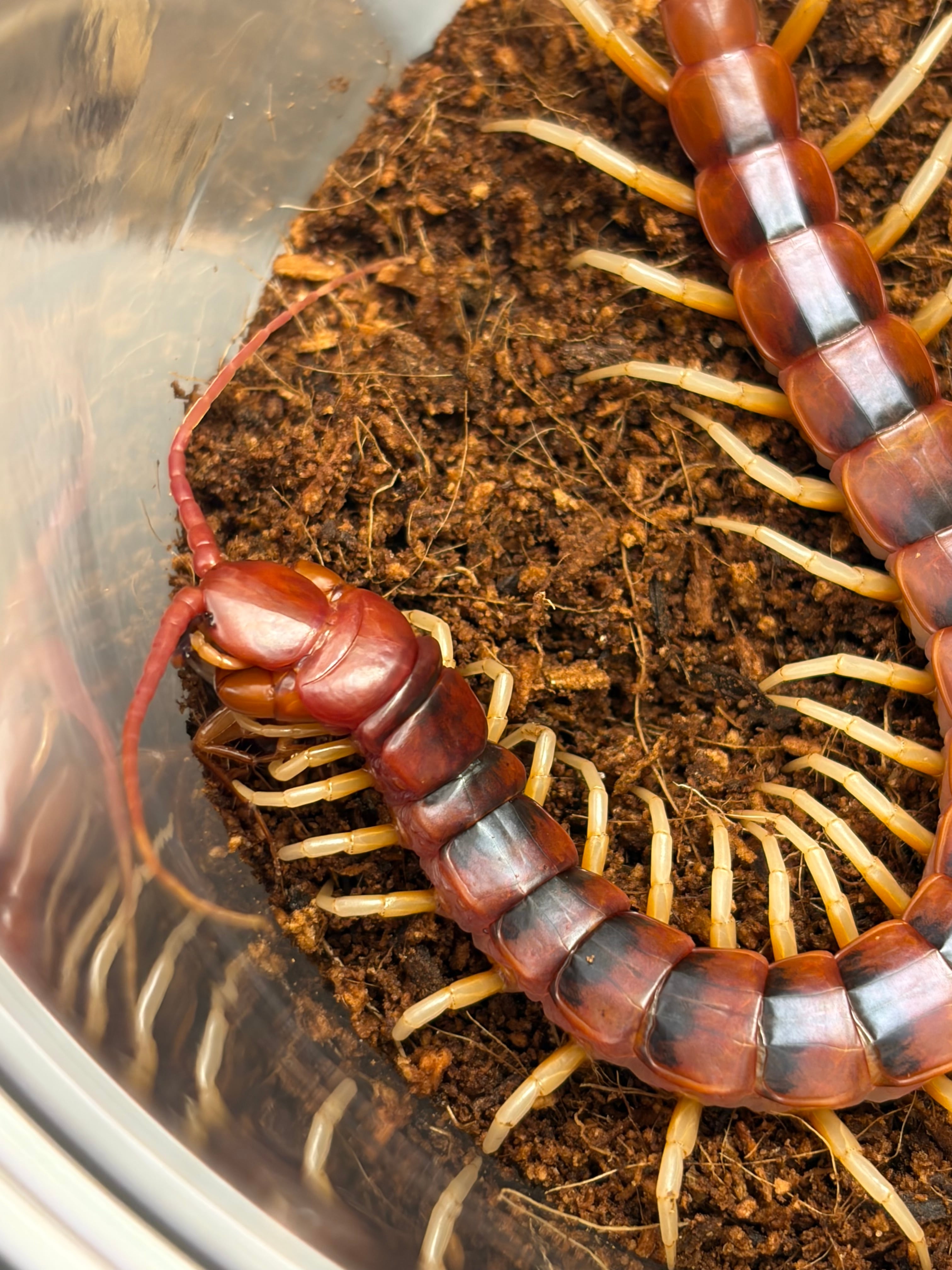 Scolopendra | オモニキチュウ