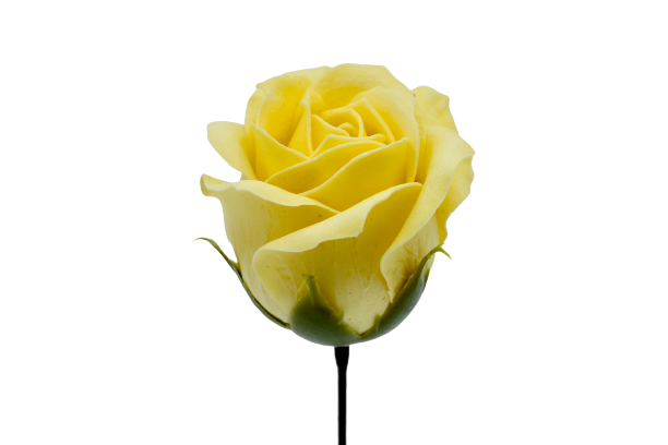 プリンセスバラS-Y1 ライトイエロー (15輪入りor25輪入り)