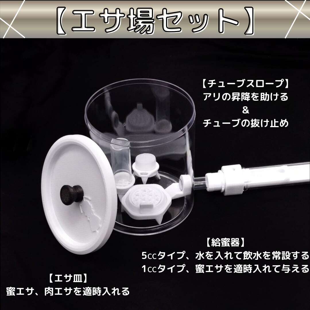 ミヤコオオアリ｜女王｜コロニー｜Camponotus friedae | あり巣 in