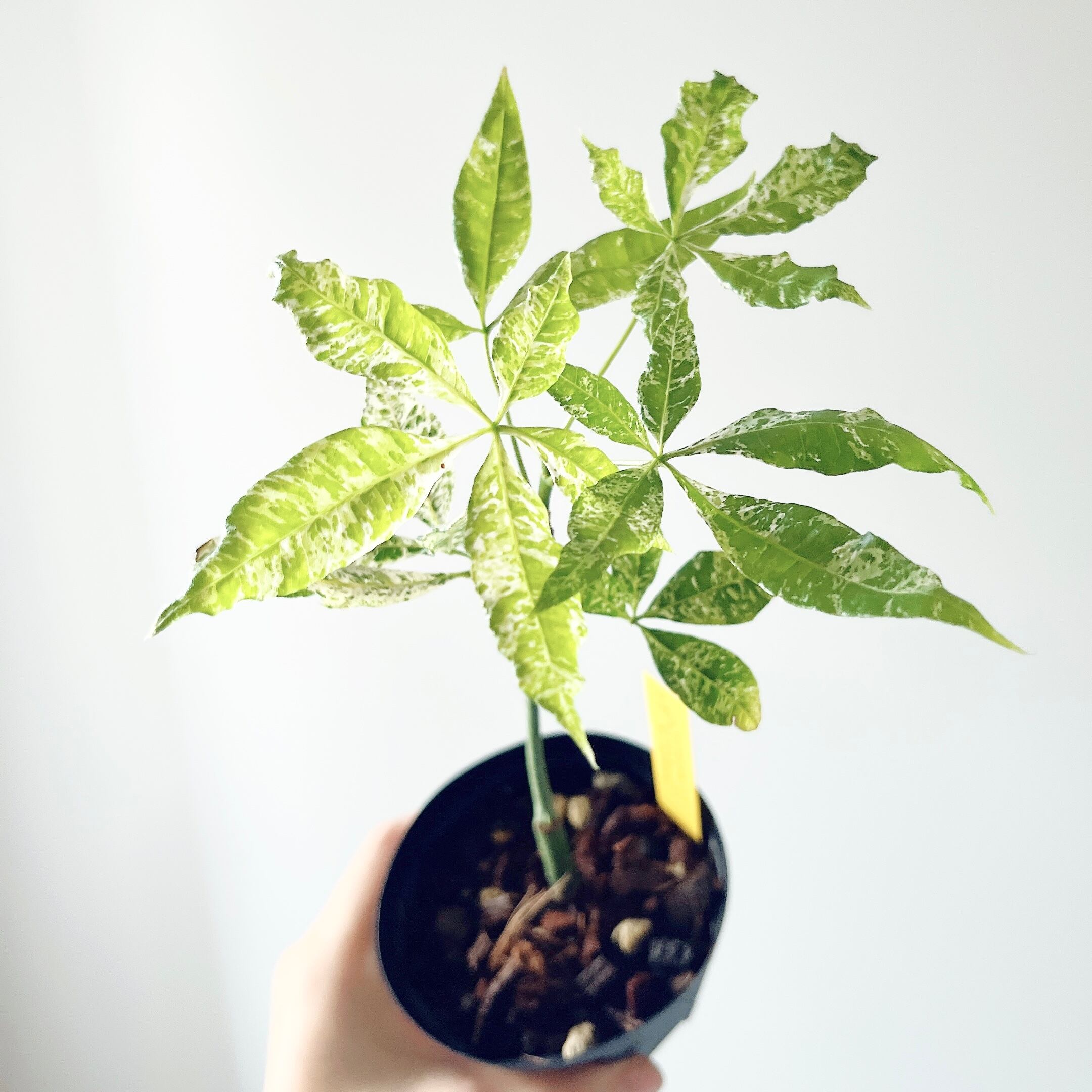 特価】パキラミルキーウェイ 曲がり 接ぎ木 希少 観葉植物 室内