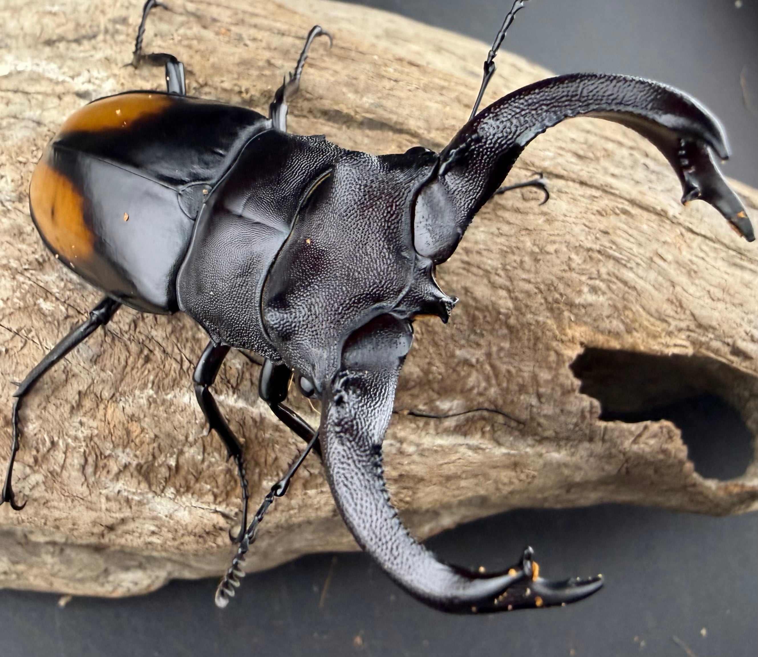 フォルスターフタマタ亜種ニシ 68mm ♂単》 | KPW公式オンラインショップ