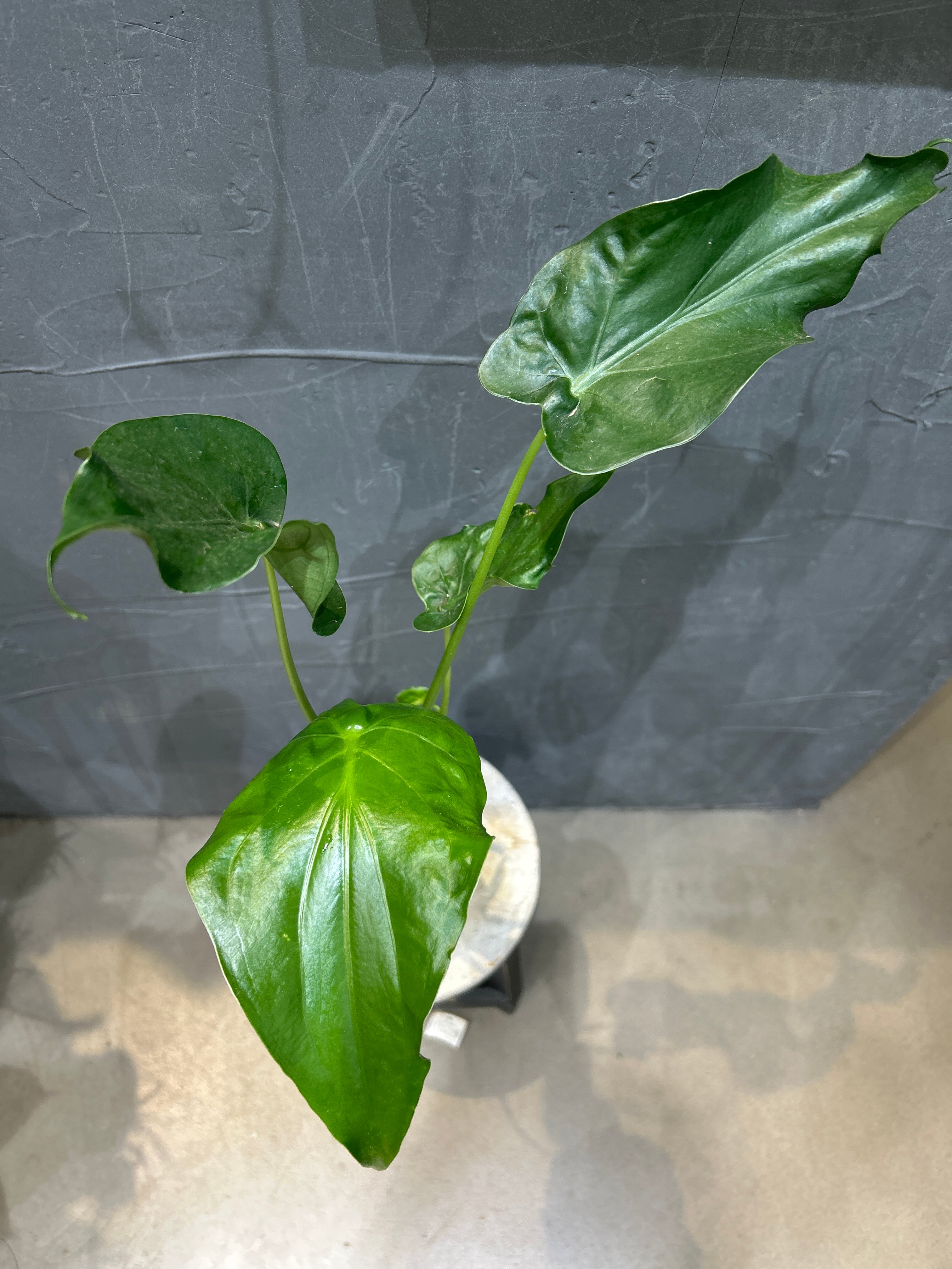 コルジリネ ジニーサイクロン | MIDORIYA 観葉植物専門店